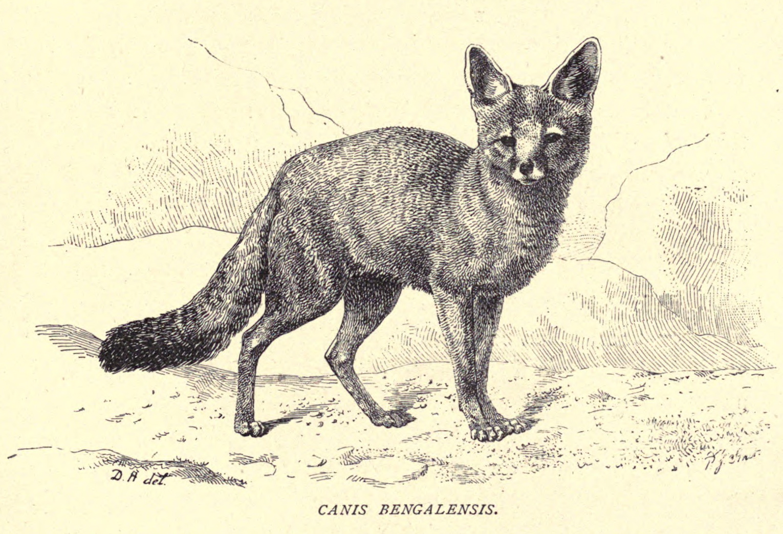 File:Douglas Hamilton, Canis bengalensis...7.jpg