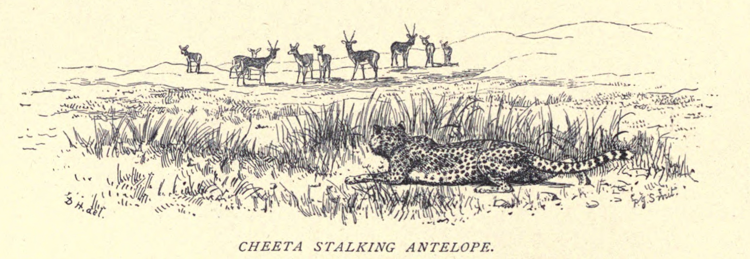 File:Douglas Hamilton, Cheetah stalking Antelope...910.jpg