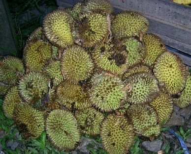 State Fruit of Indonesia