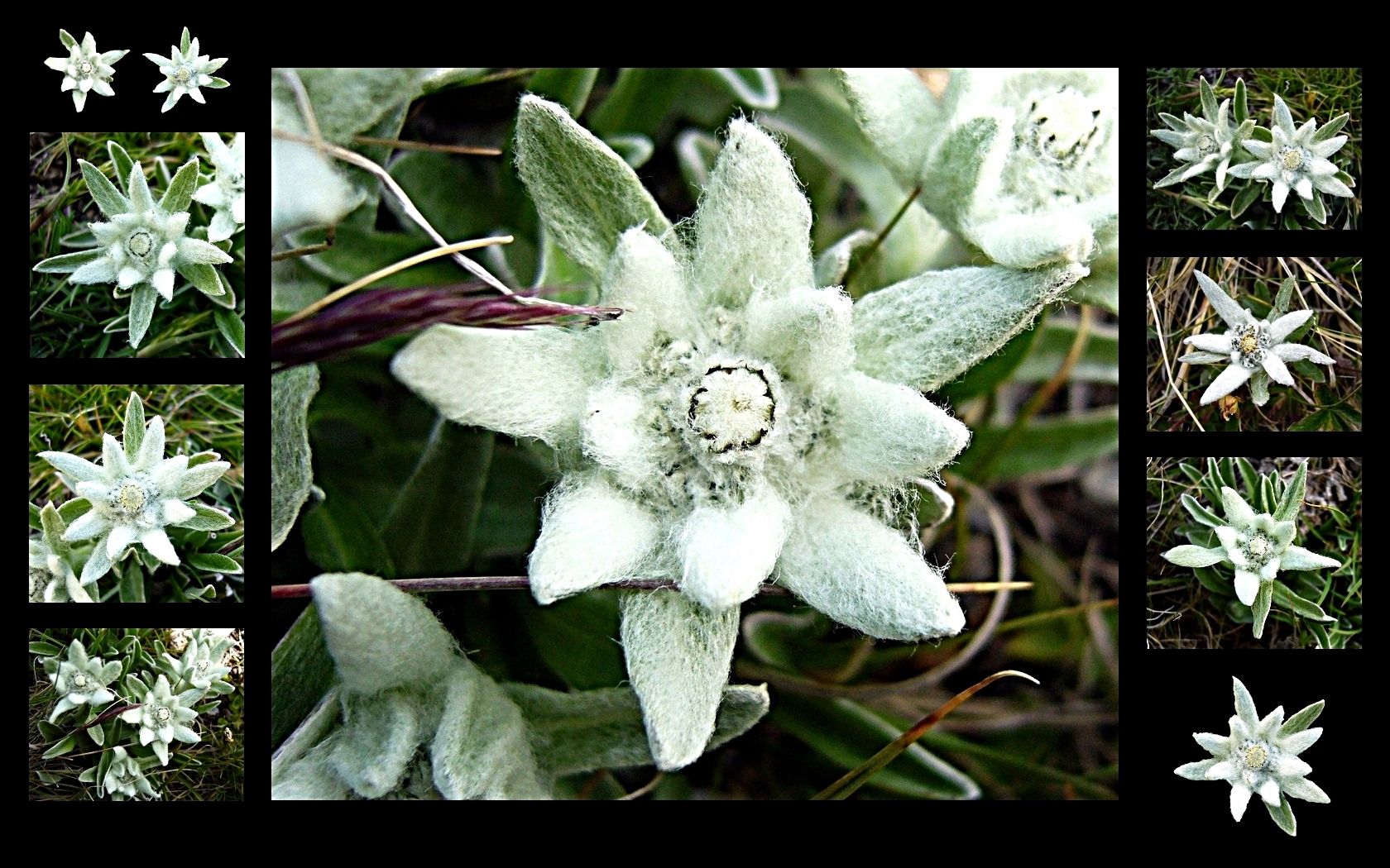 State Flower of the Free State of Bavaria