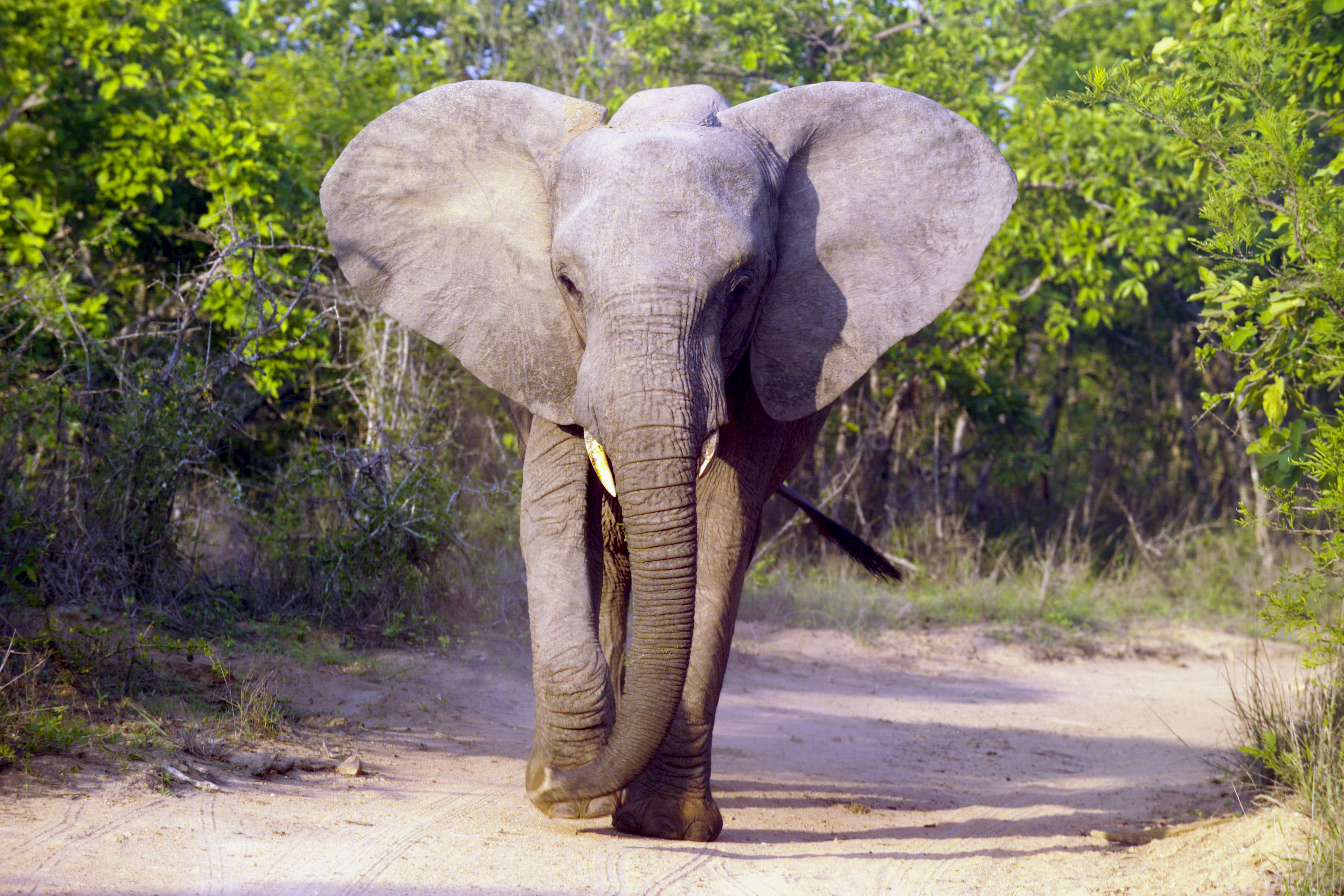 State Animal of Mozambique