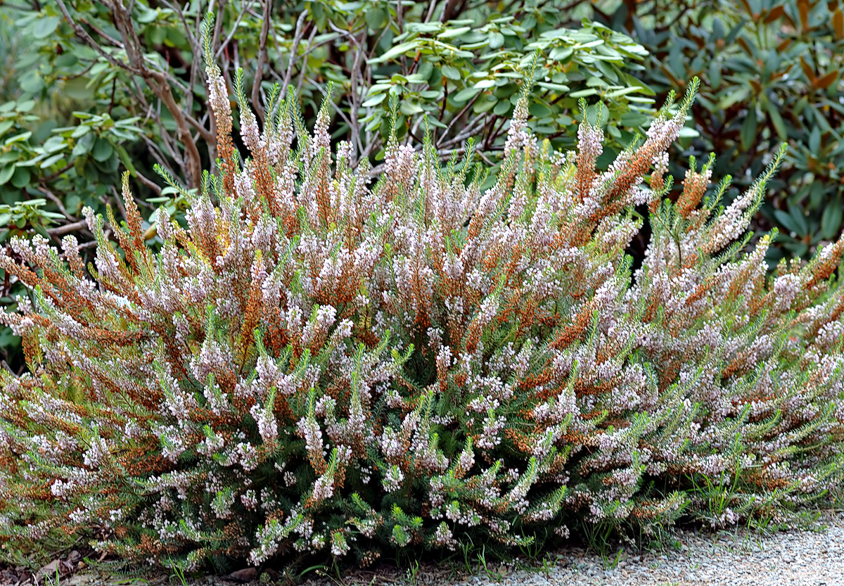 State Plant of Kernow