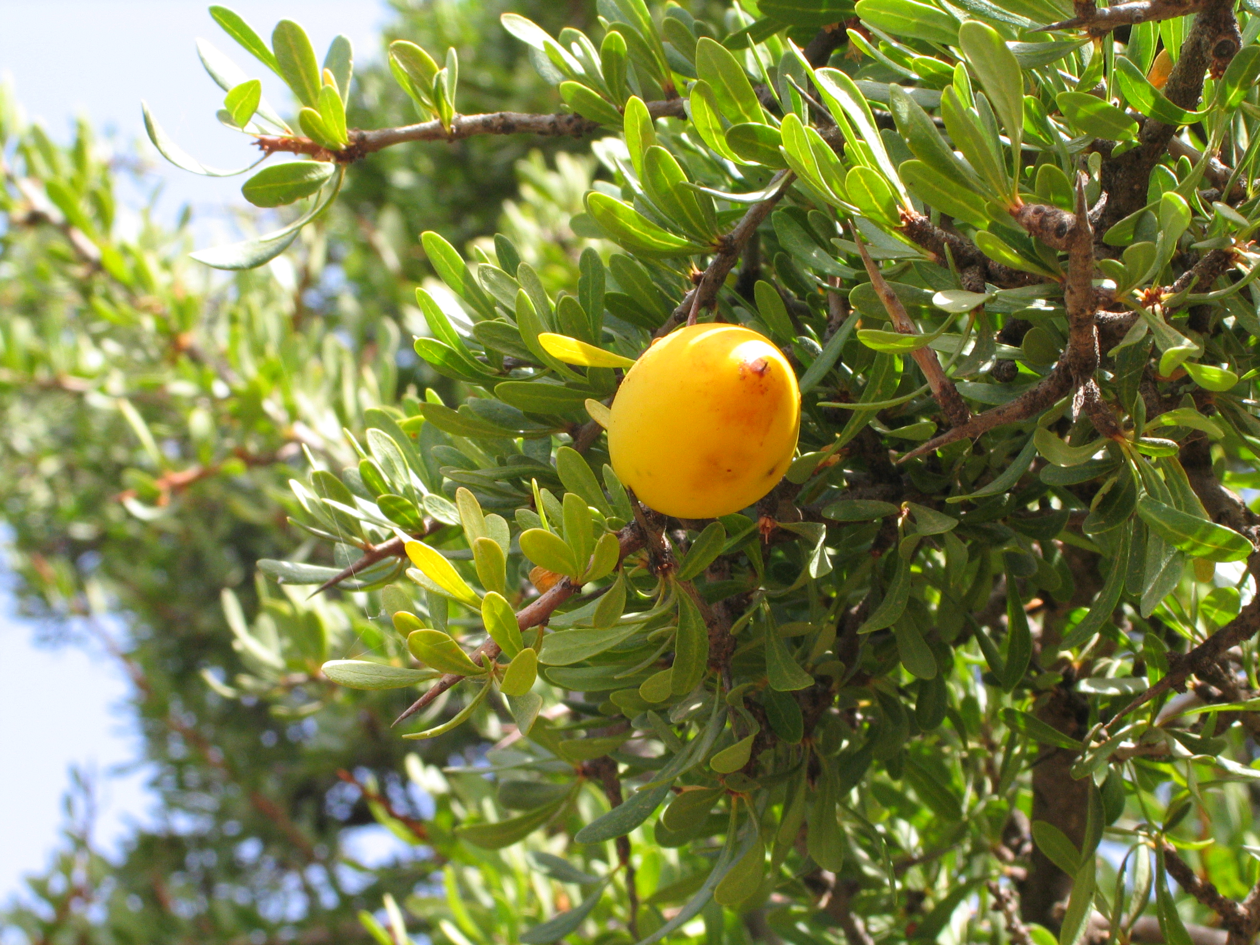 State Fruit of Morocco