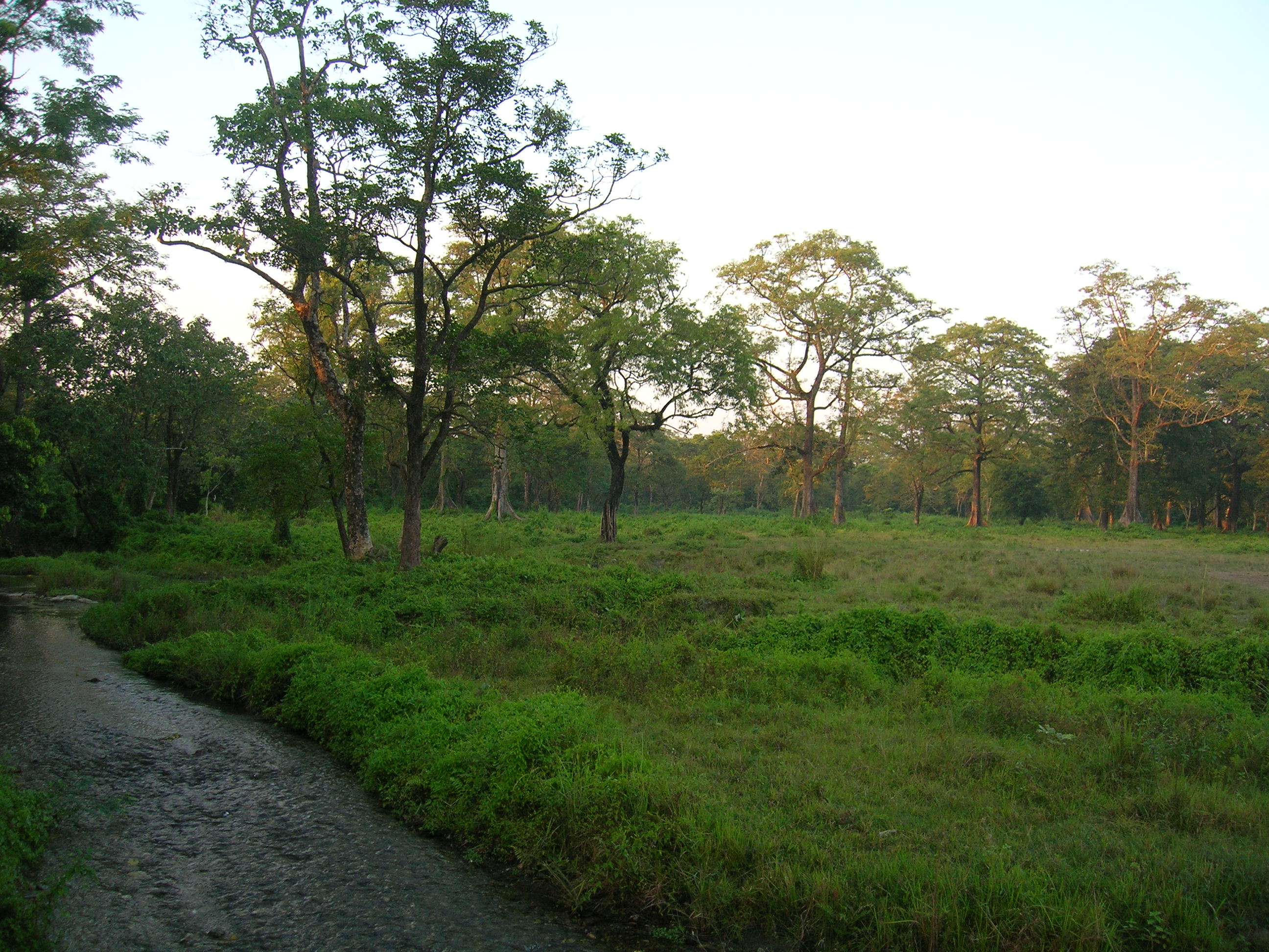 EveningAtJaldapara.JPG