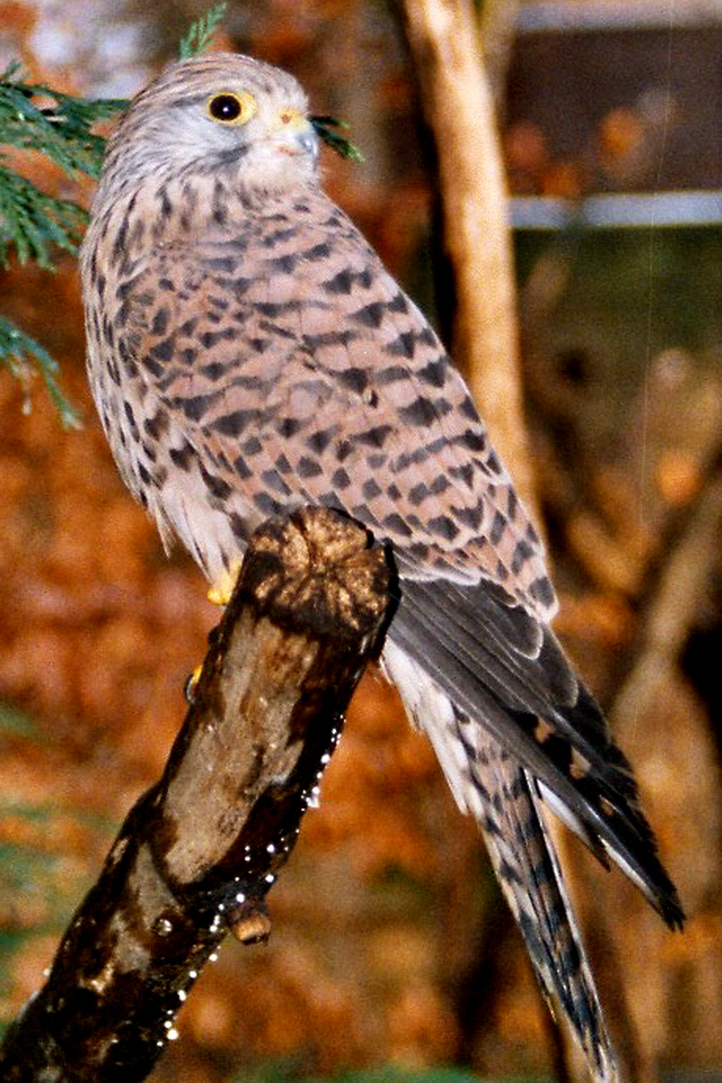 State Bird of the Kingdom of Belgium