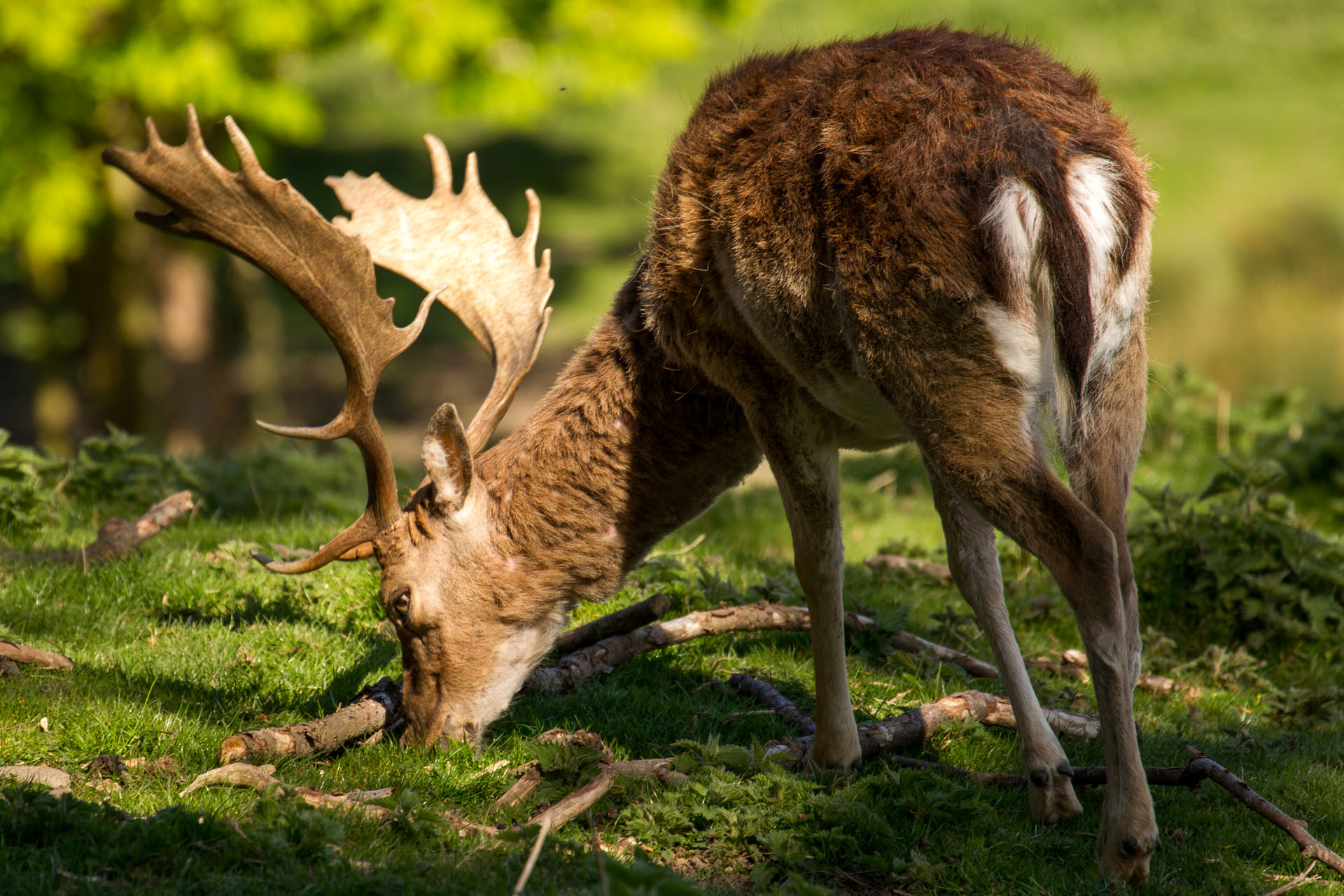 Fallow buck deer with palmate antlers in sunlight.jpg