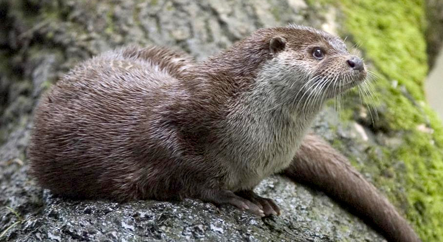State Animal of Fìfe