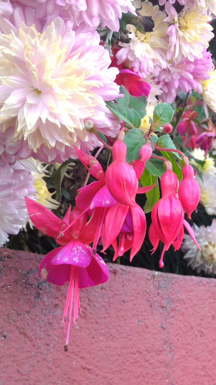 Flowers in Lava Monastery