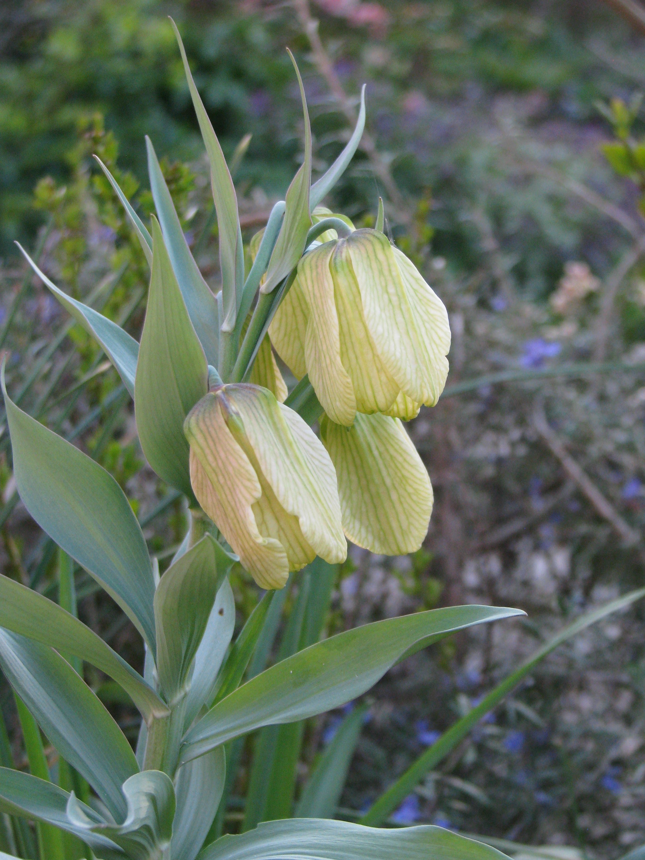 Fritillaria pallidiflora - Flickr - peganum (1).jpg