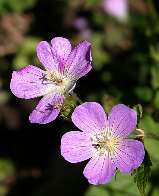 G.maculatum.jpg