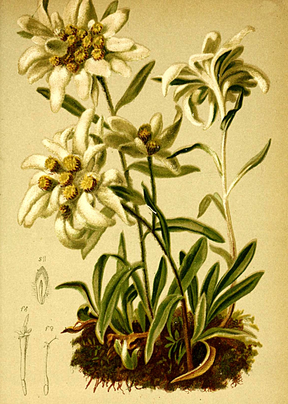 Botanic illustration.