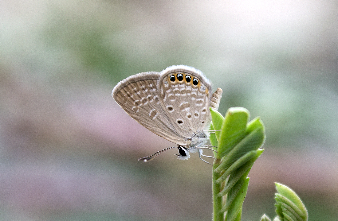 Oriental Grass Jewel (Freyeria putli) in Gandhinagar