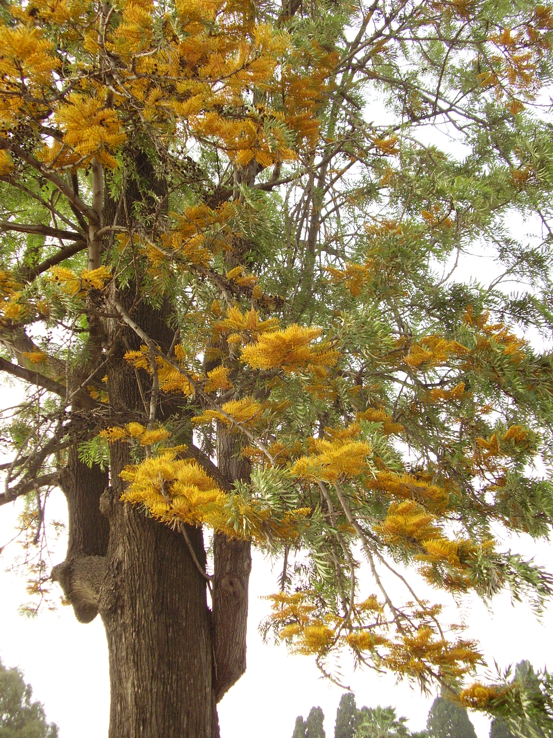 Grevillea robusta (silver oak)
