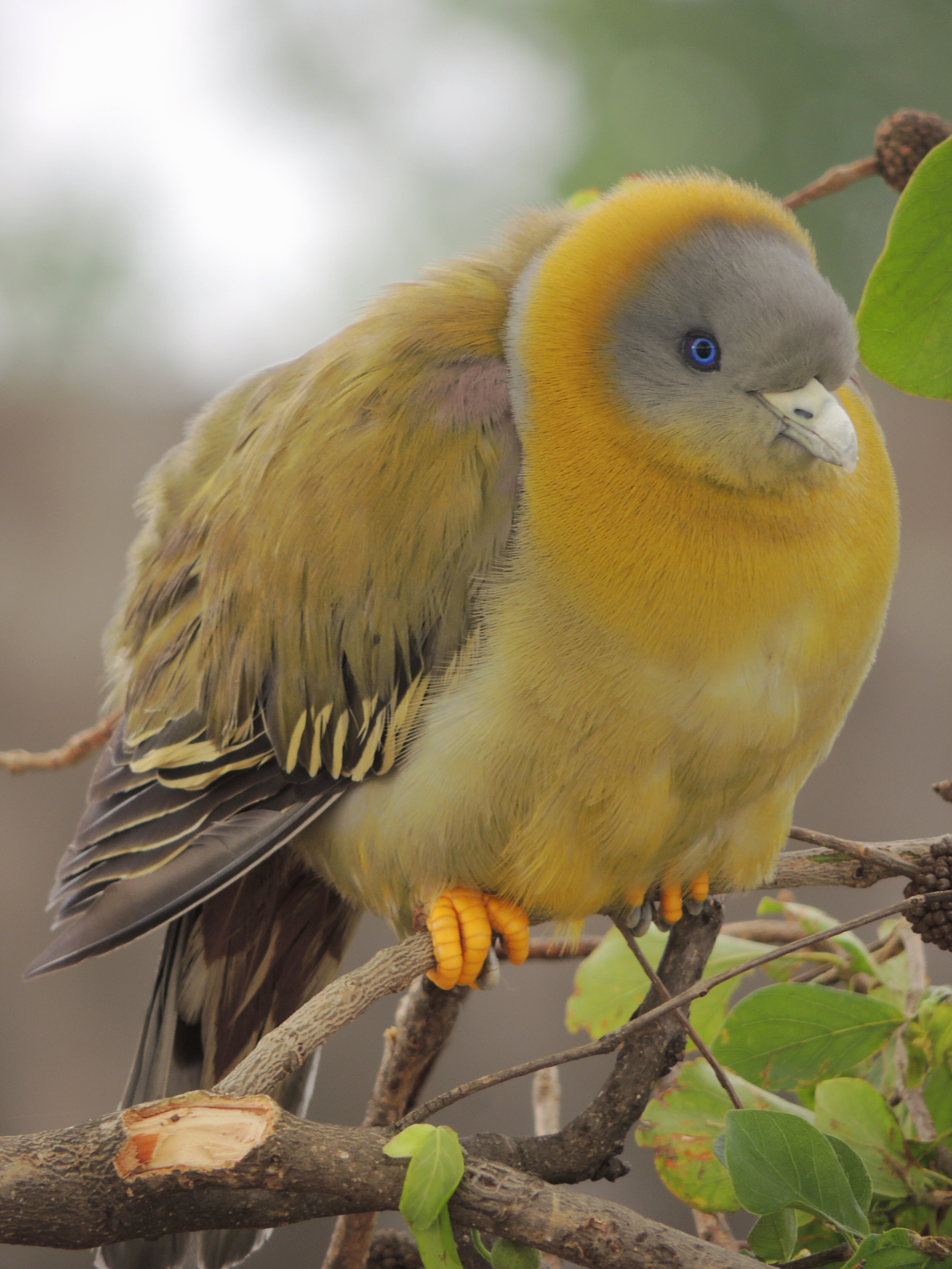 Bird of Marathi Praant (Hindustan)