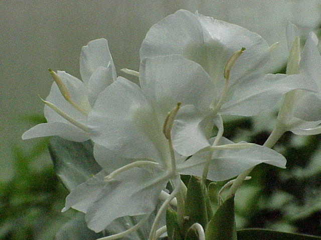 State Flower of Guinea-Bissau