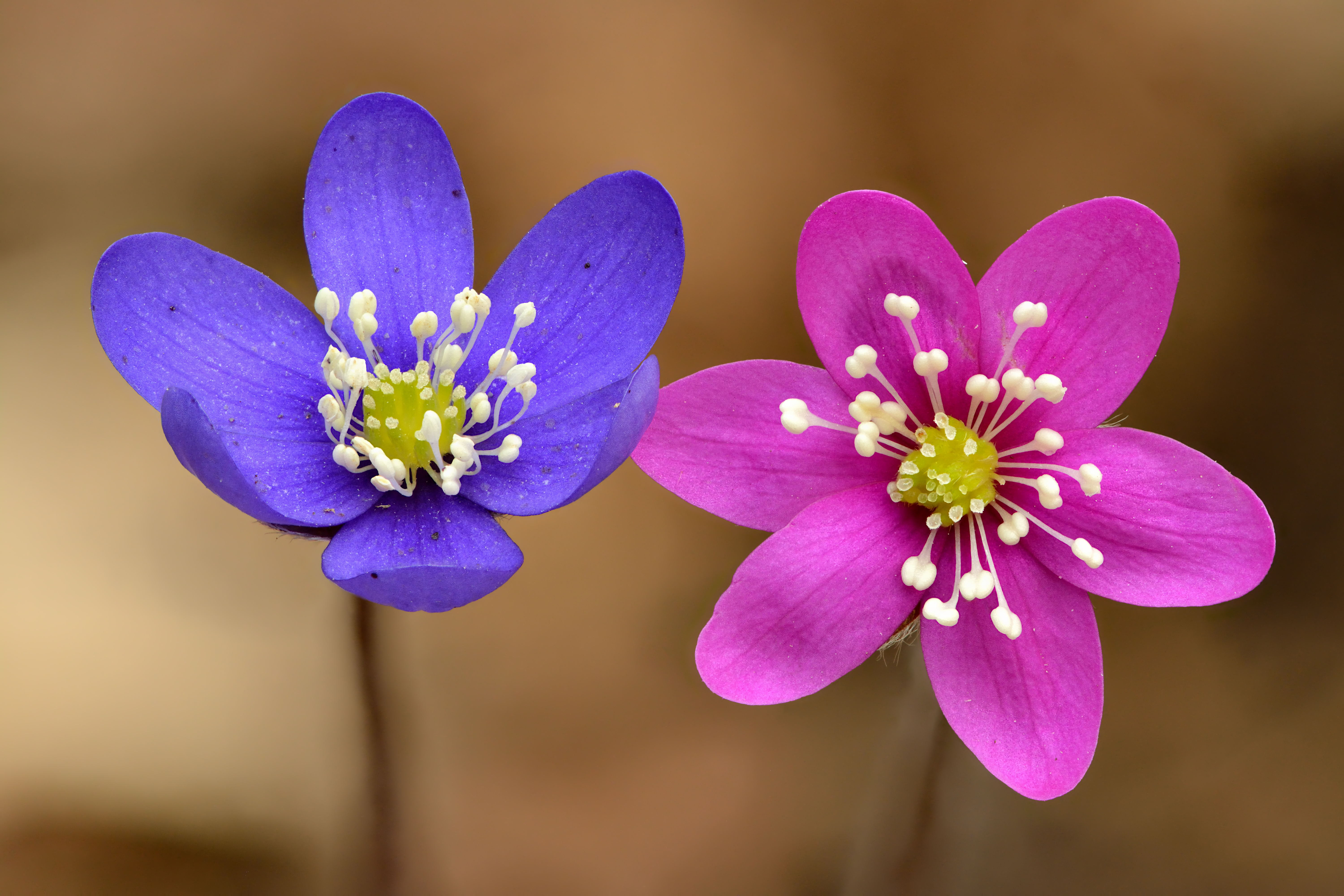 State Flower of Lithuania