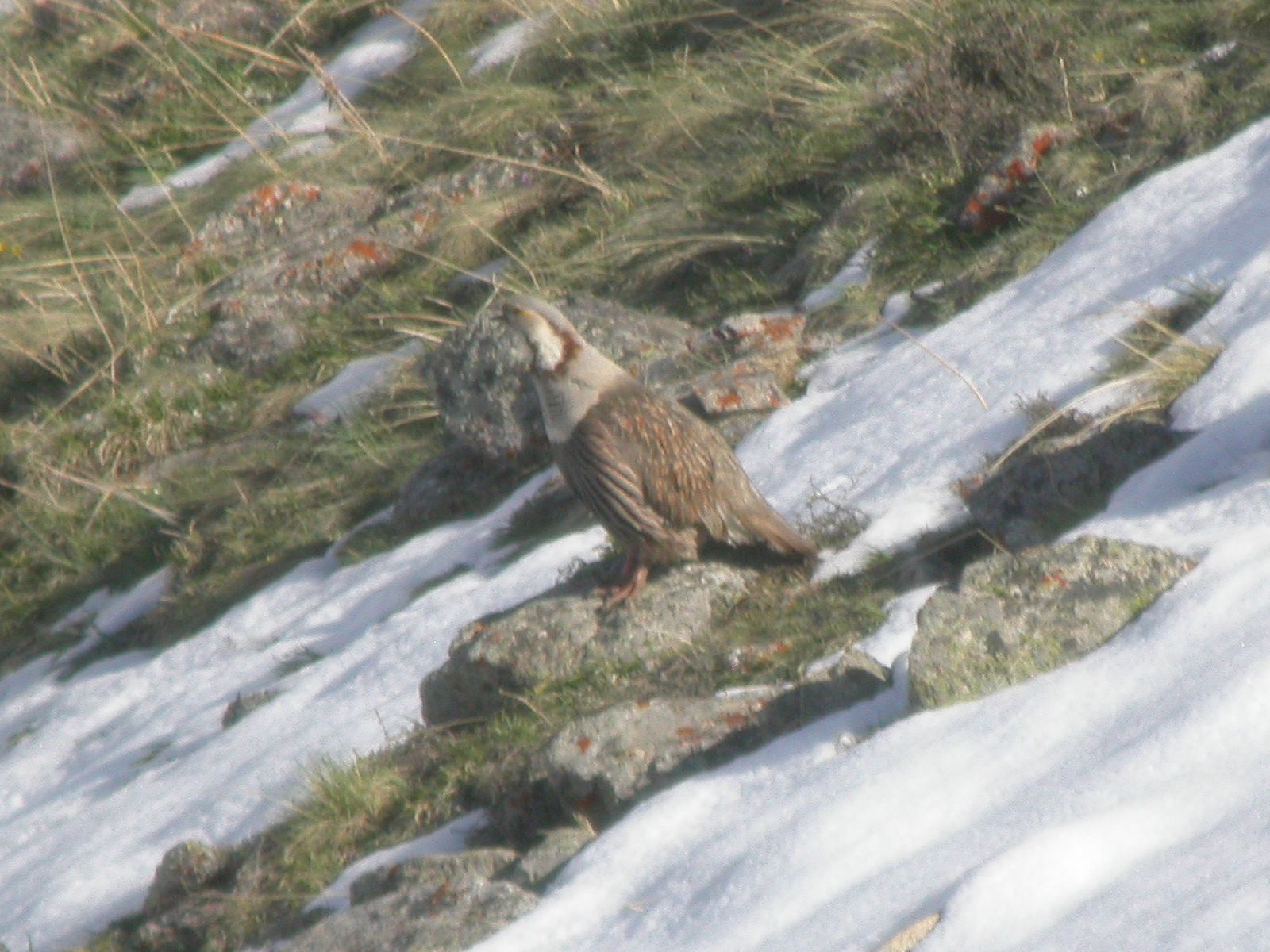 Himalayan Snowcock.jpg