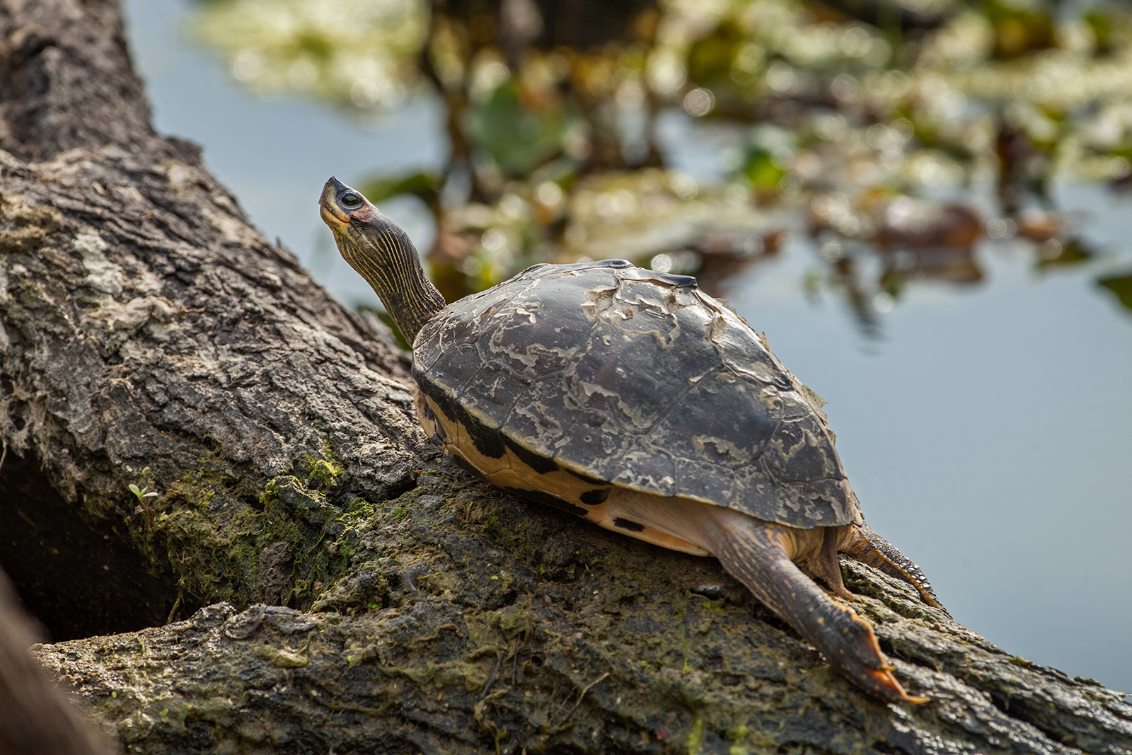 File:Indian roofed turtle.jpg