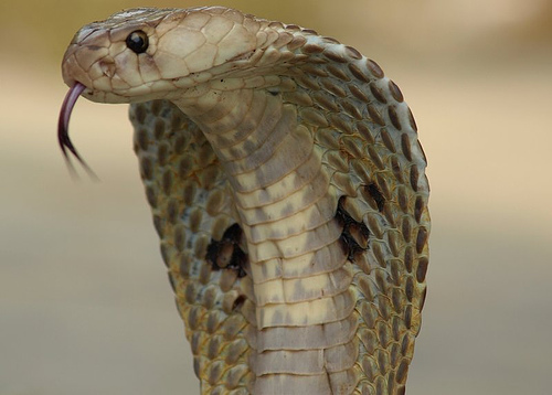 Indian cobra displaying an impressive hood