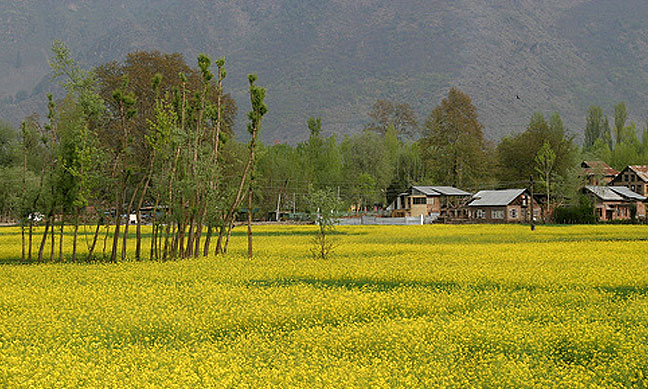 File:Kashmir Spring.jpg