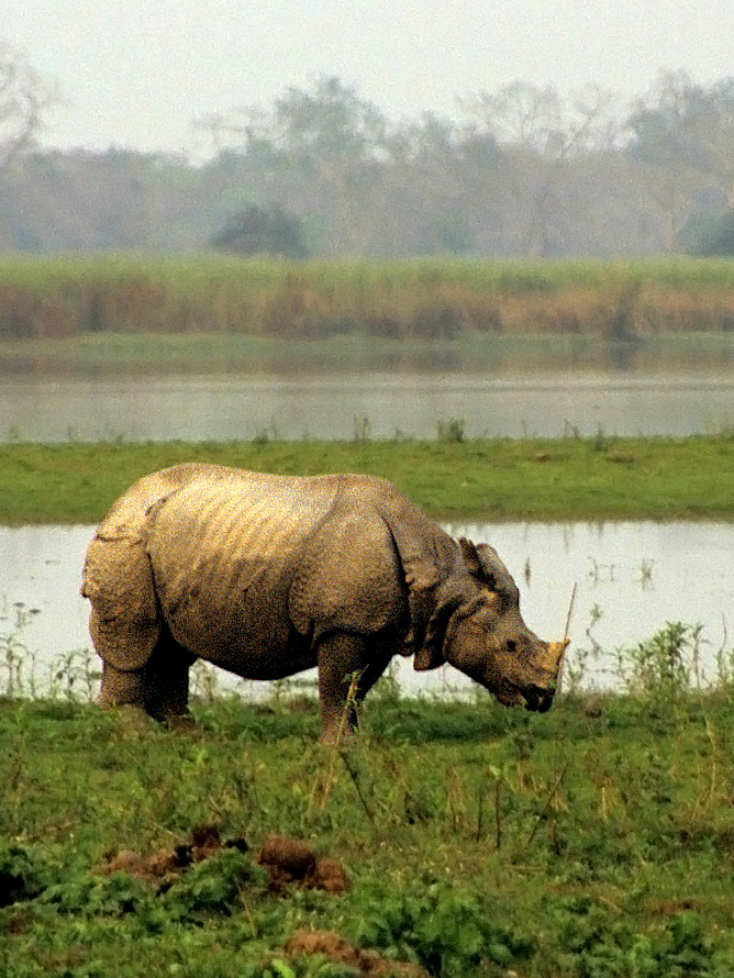 Great Indian One-Horned Rhinoceros in Kaziranga