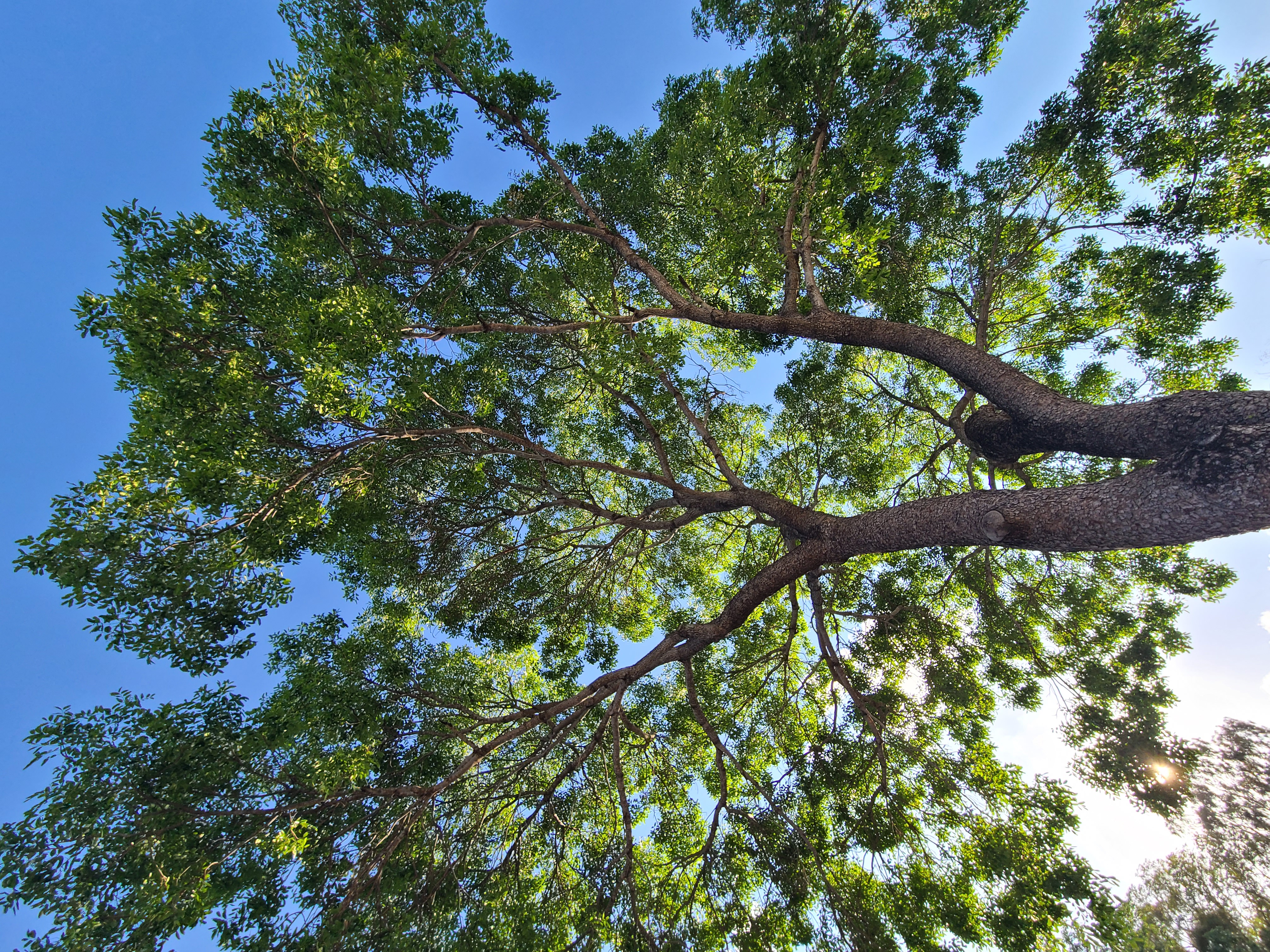 State Tree of Guinea-Bissau
