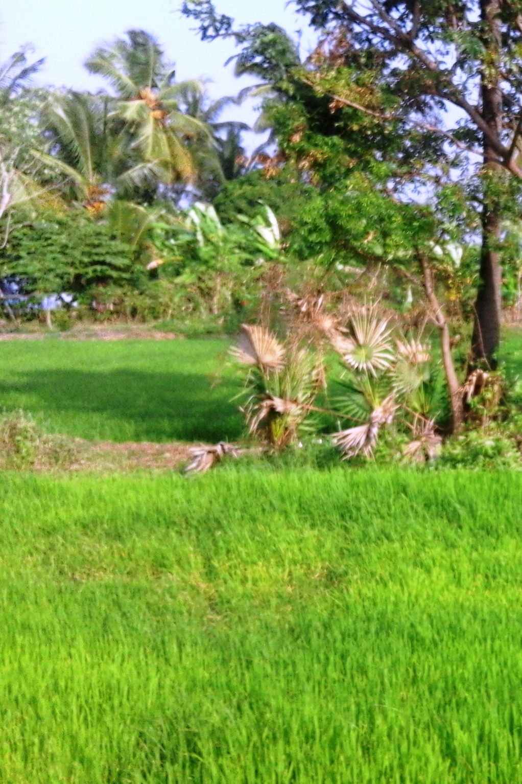 A paddy field in Kollengode