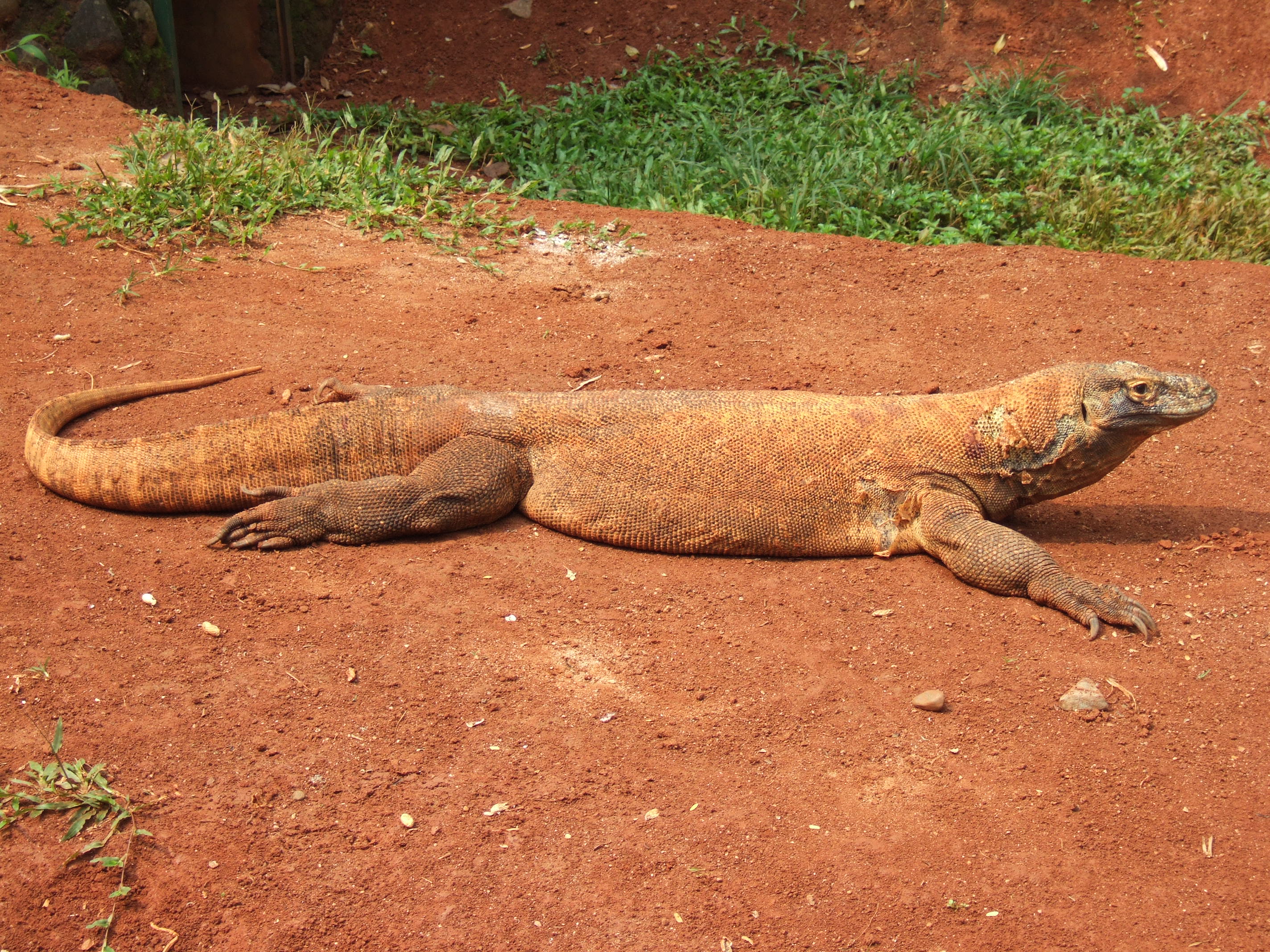 State Reptile of Indonesia