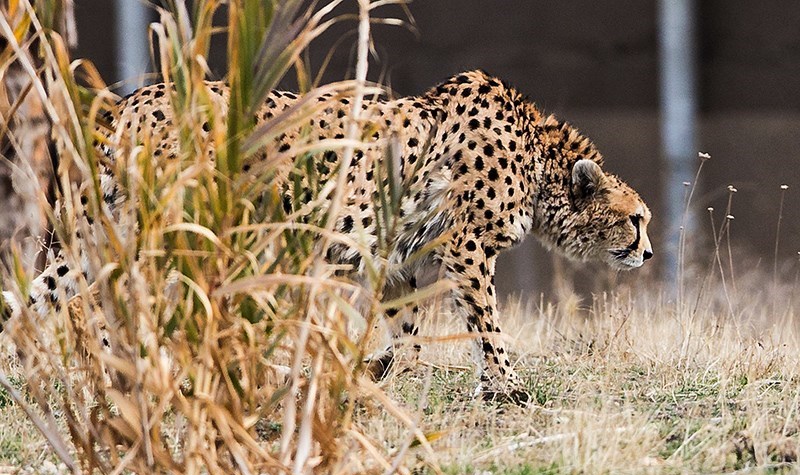 Kooshki (Iranian Cheetah) 03.jpg