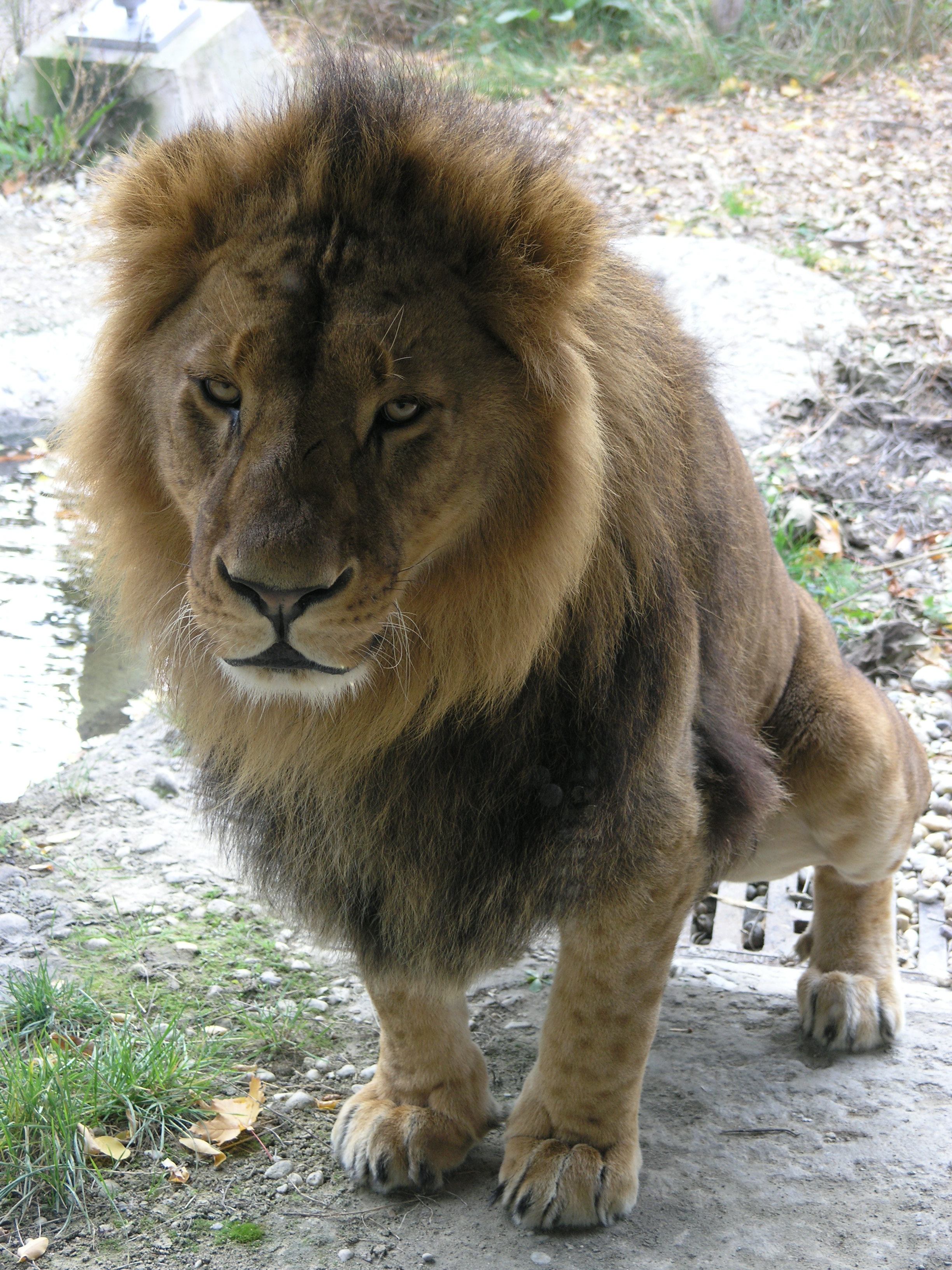 State Animal of the Kingdom of Belgium