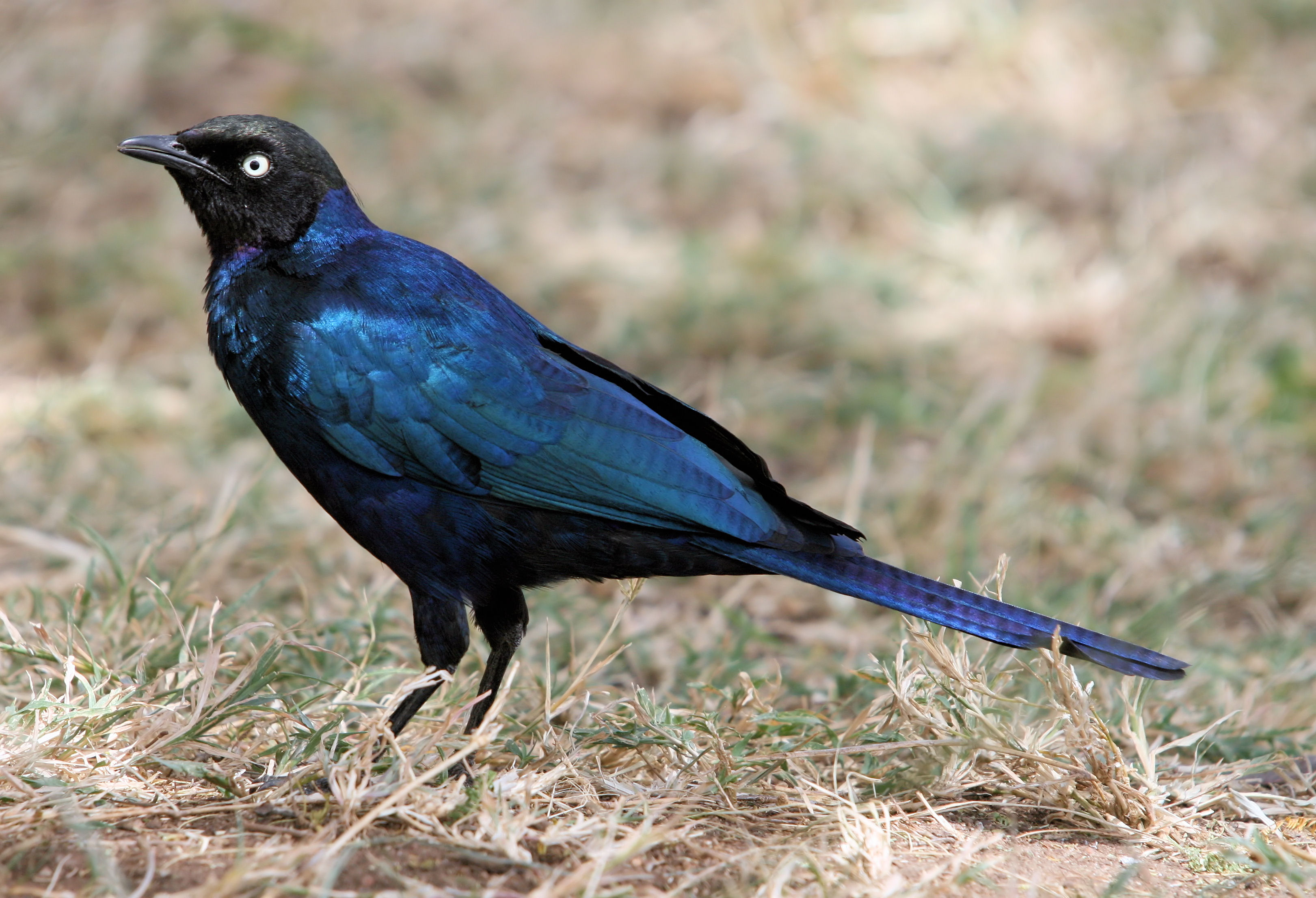 State Bird of Eritrea
