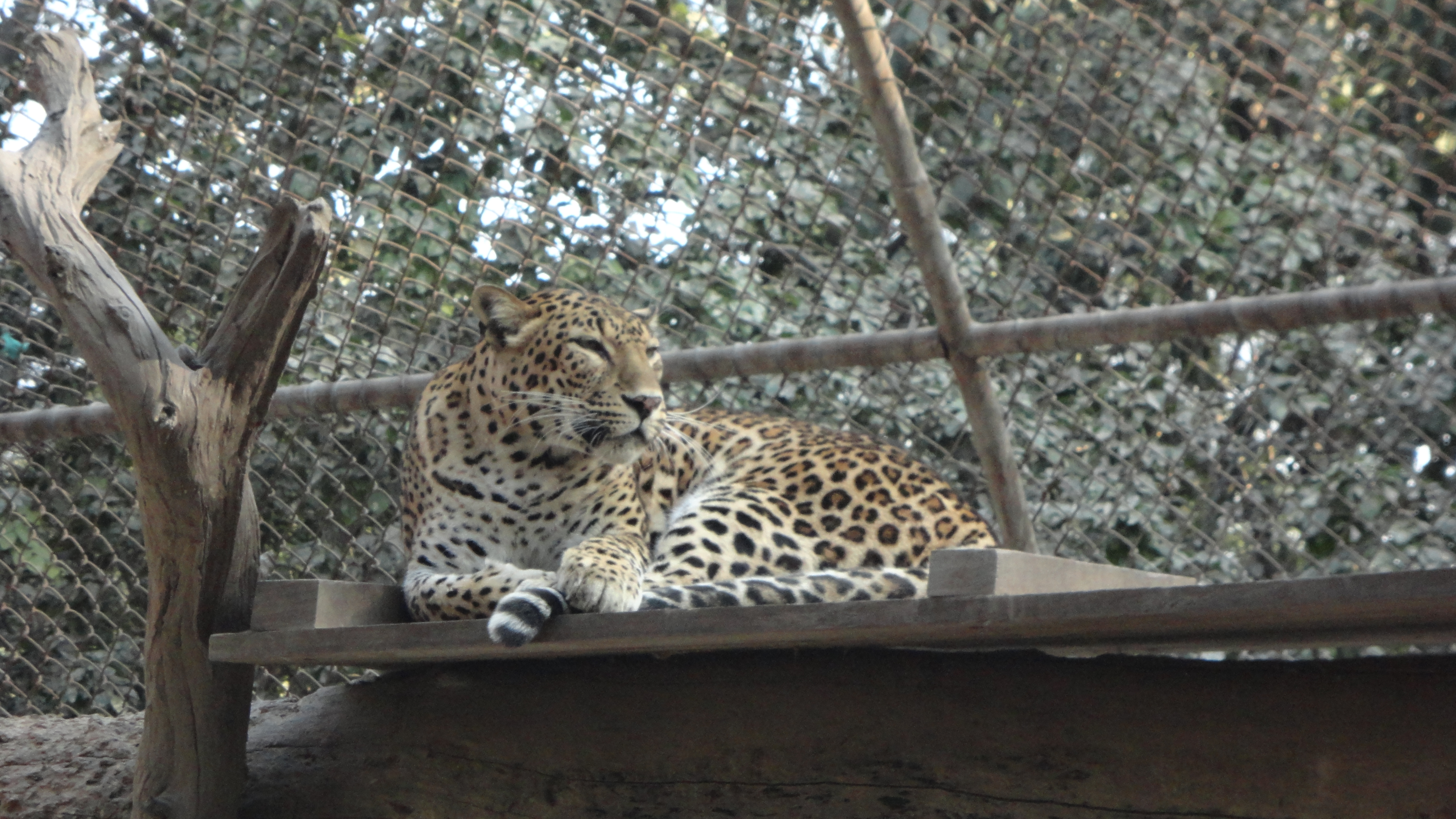 File:Leopard34.jpg