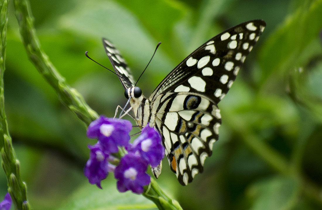 Lime Swallowtail (Papilio demoleus) on Snakeweed flowers