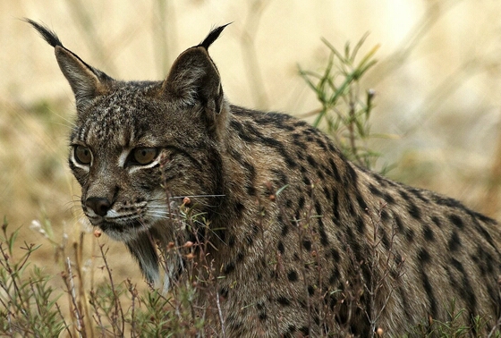 State Animal of Andalusia