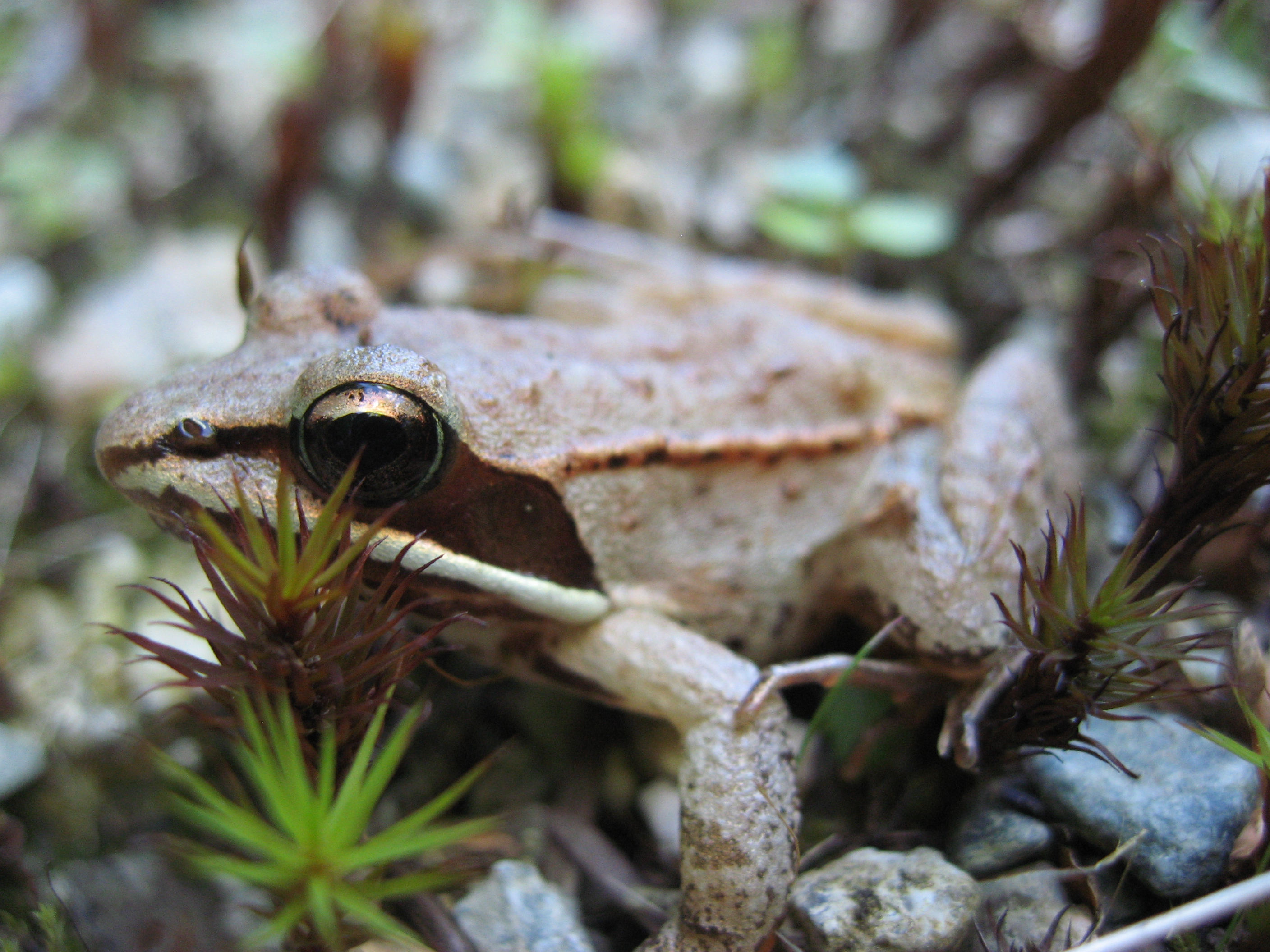 Amphibian of Ounalashka