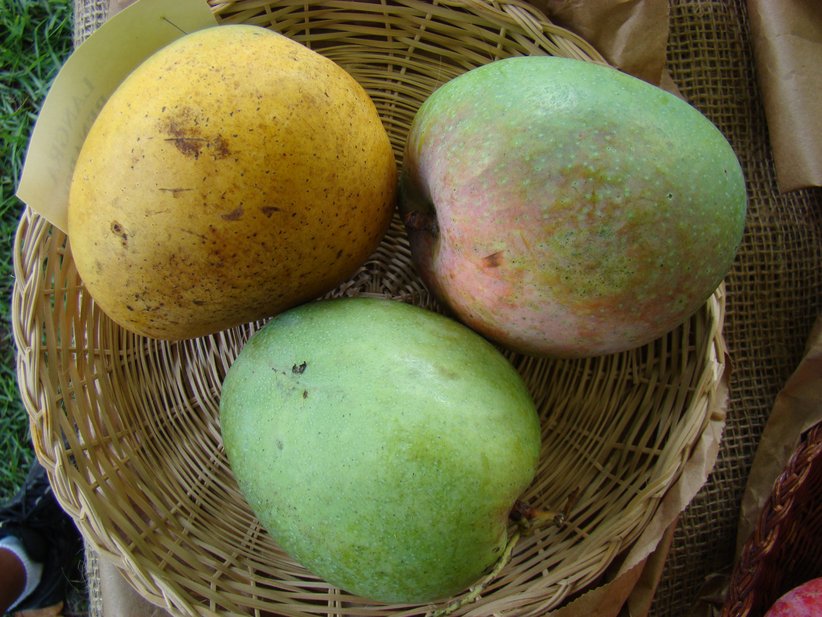 'Langra', a typical "Indian type" monoembryonic cultivar
