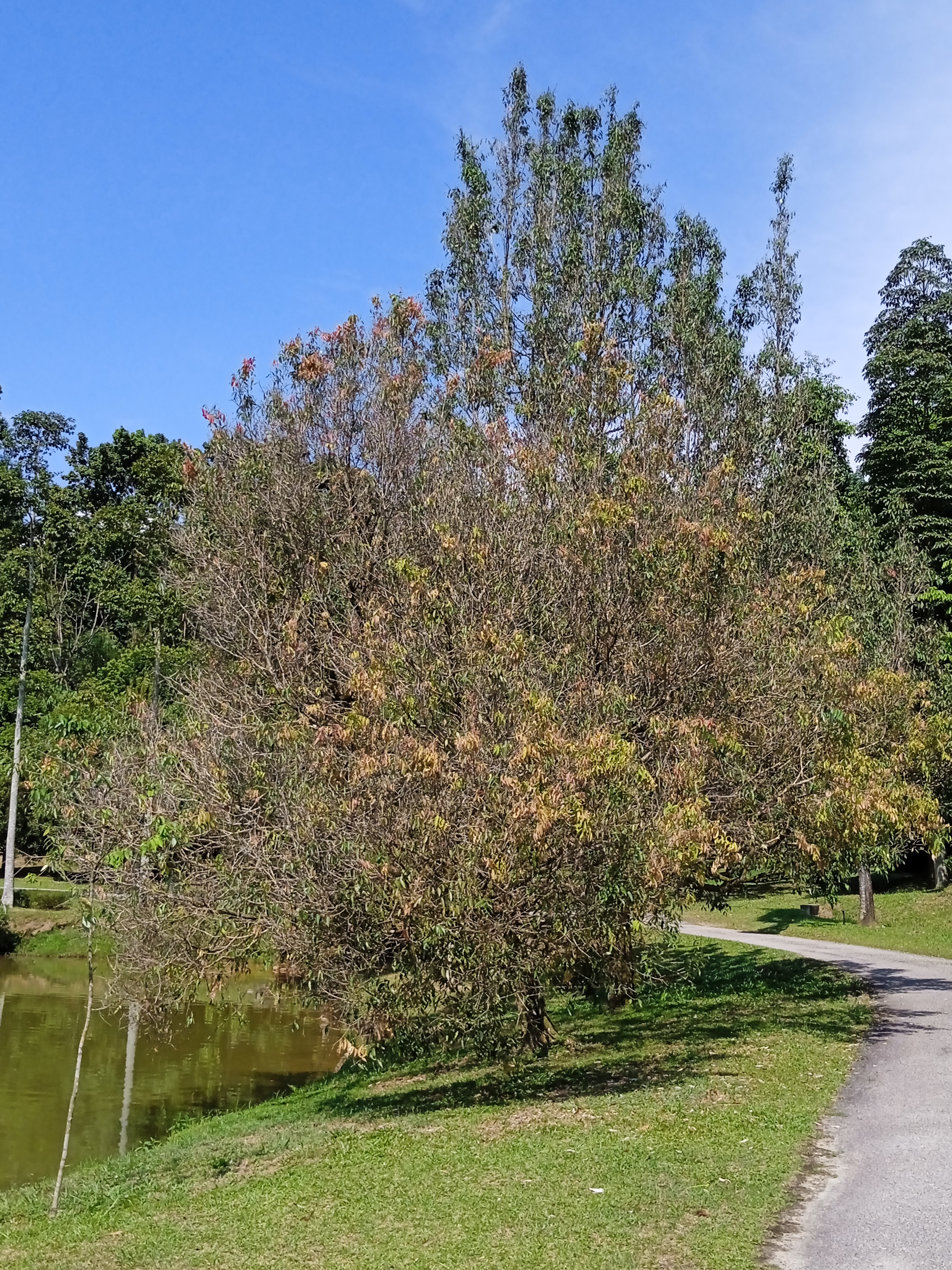 File:Mesua ferrea at Kepong Botanical Garden 20230625 111956.jpg