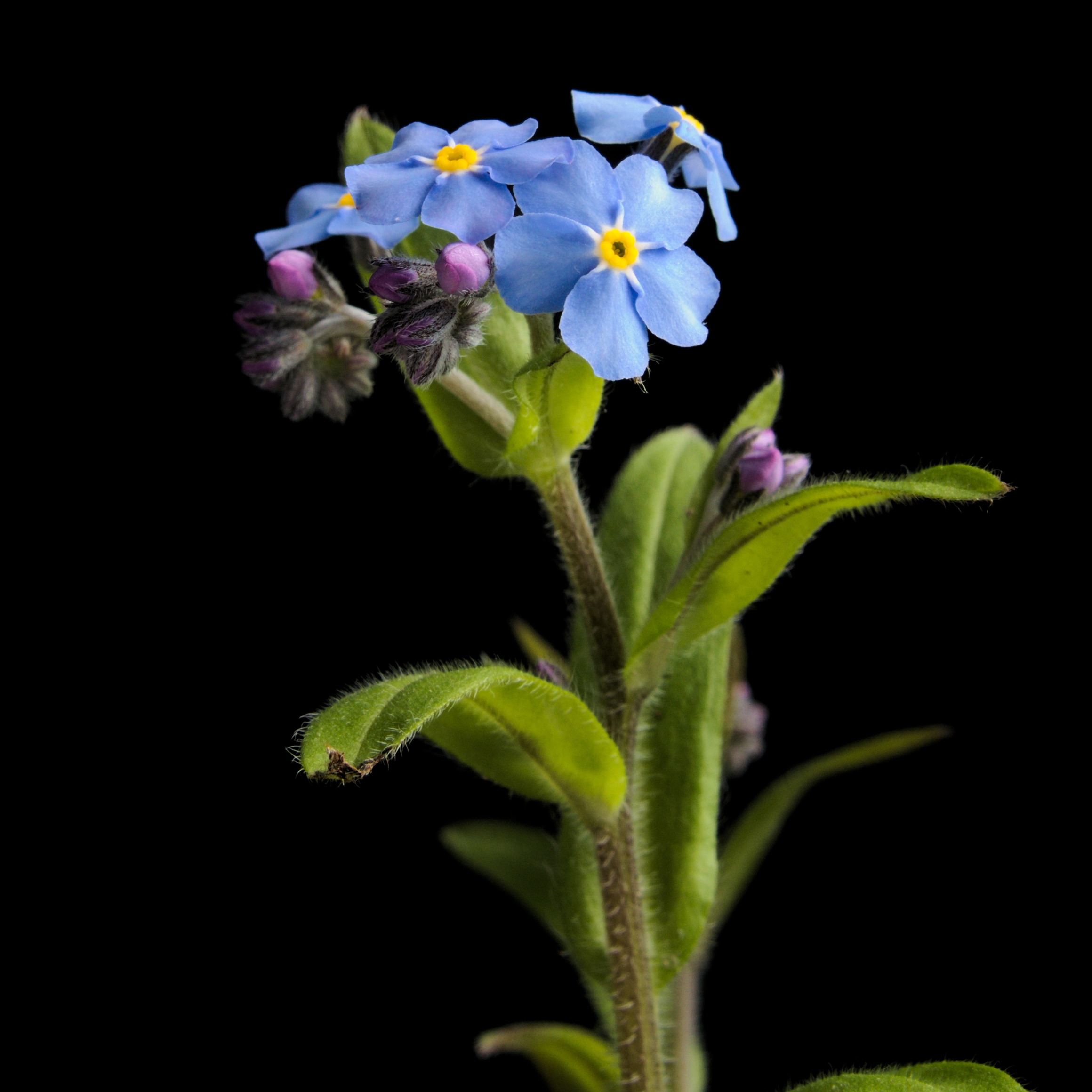 Flower of Ounalashka