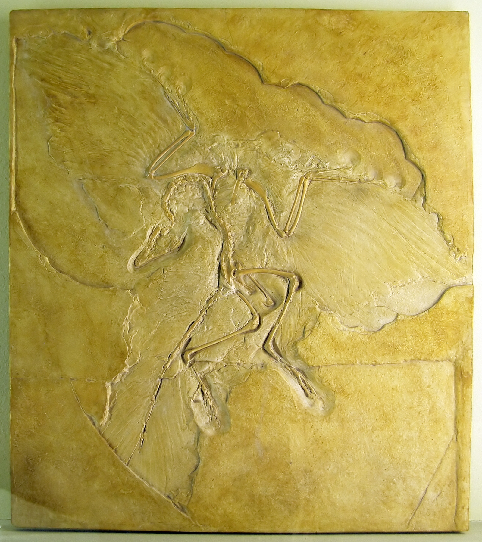 Slab of stone with fossil bones and feather impressions
