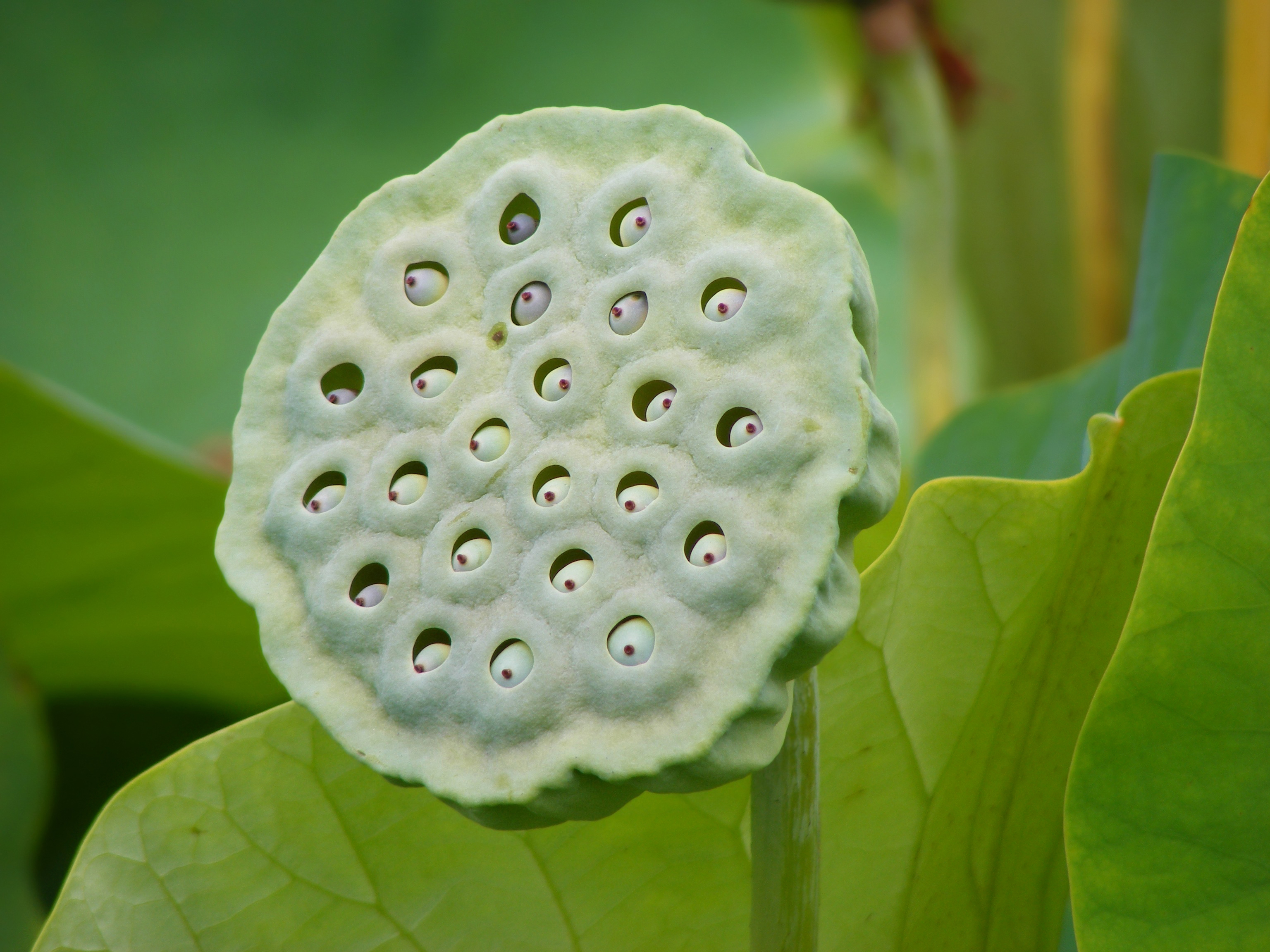 Fruit
