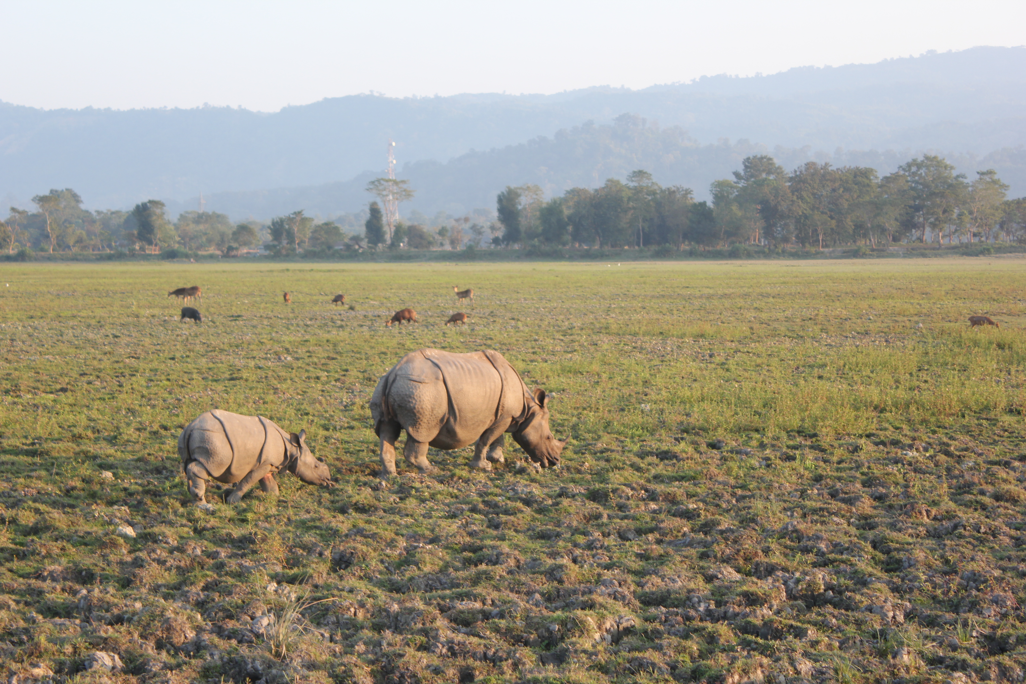 Rhinos in Kaziranga National Park