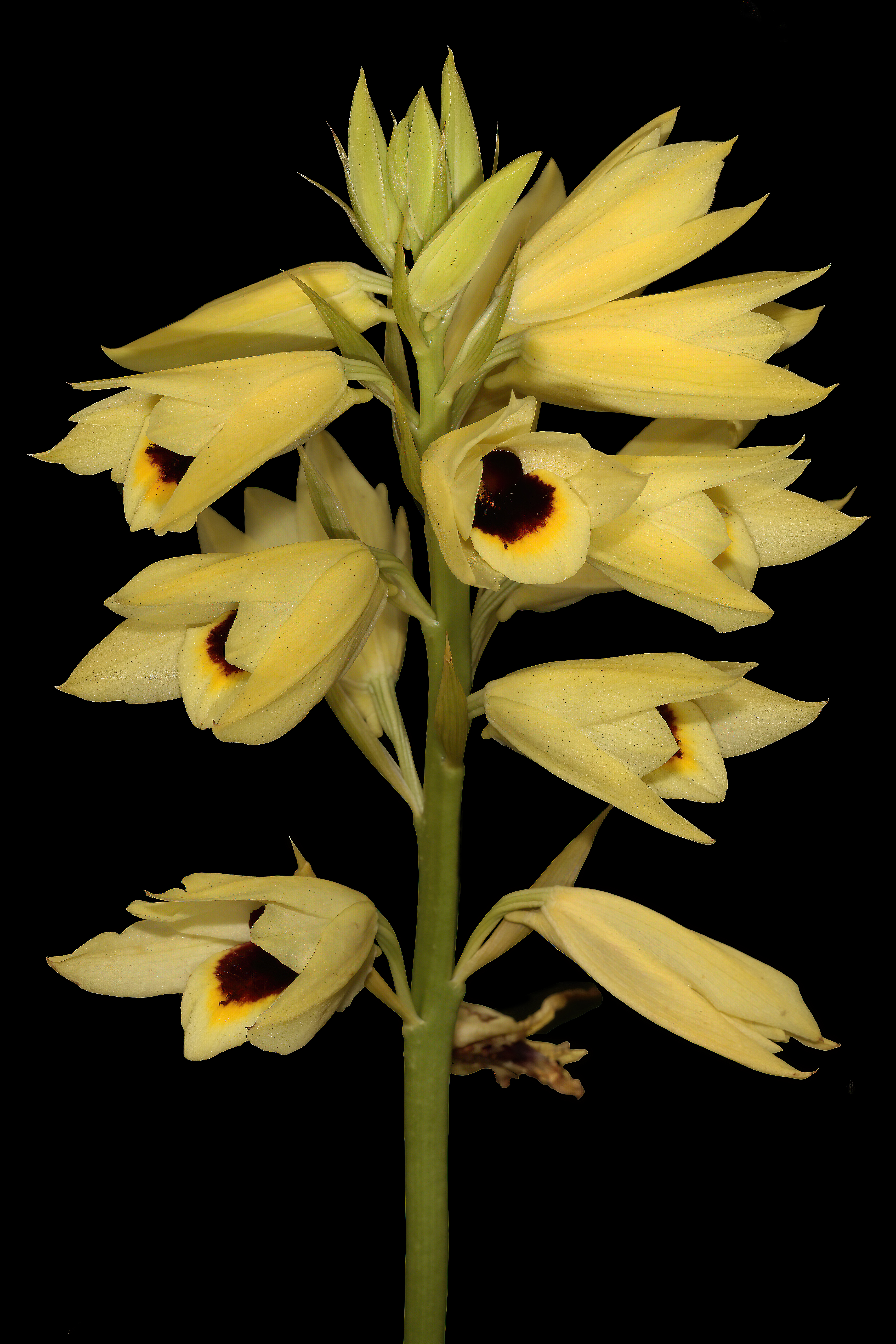 State Flower of Mozambique