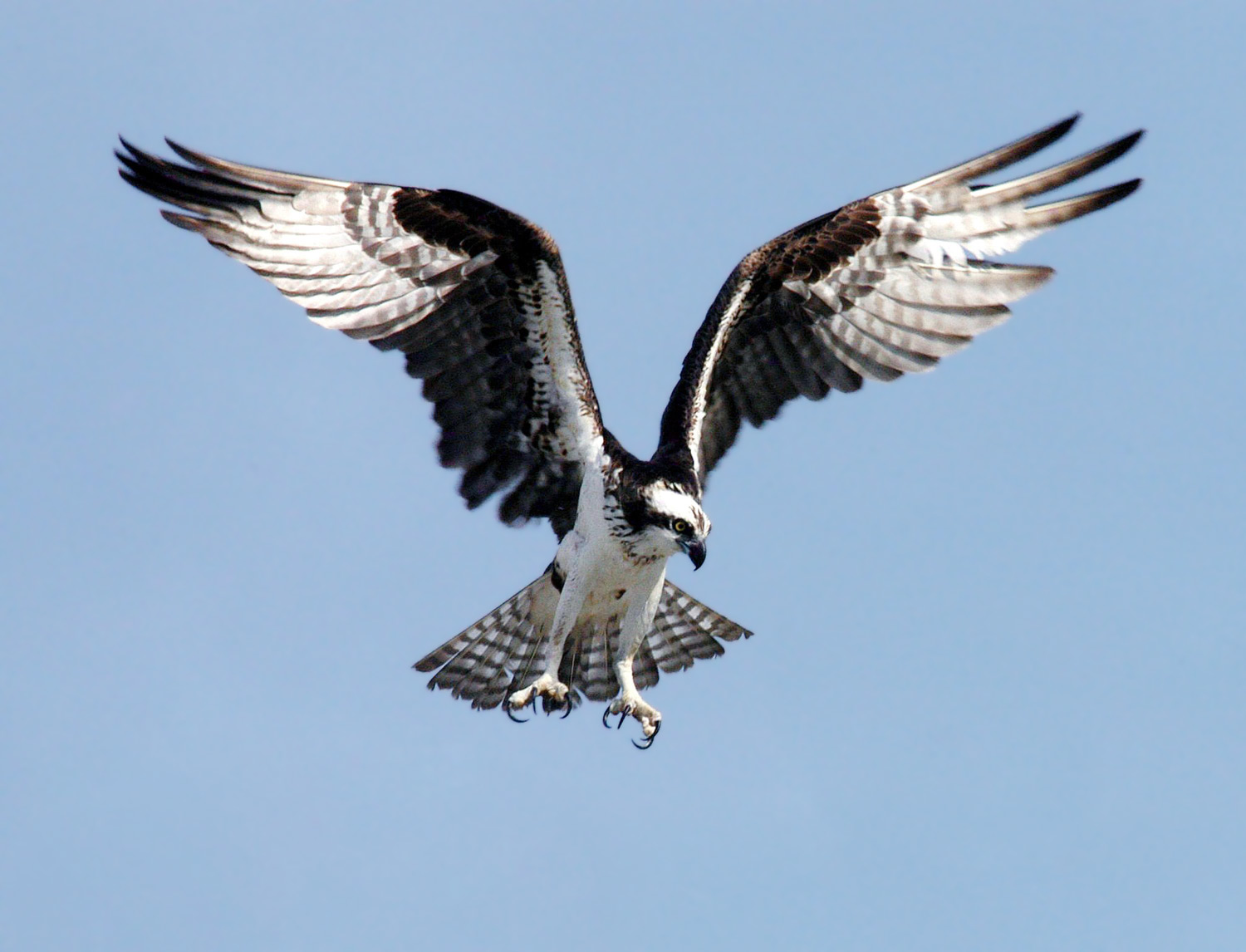 This osprey at Kennedy Space Centre is hovering.
