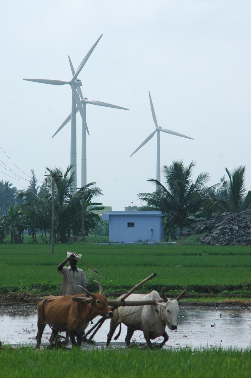Paddy and farmer and wind turbines in India.jpg