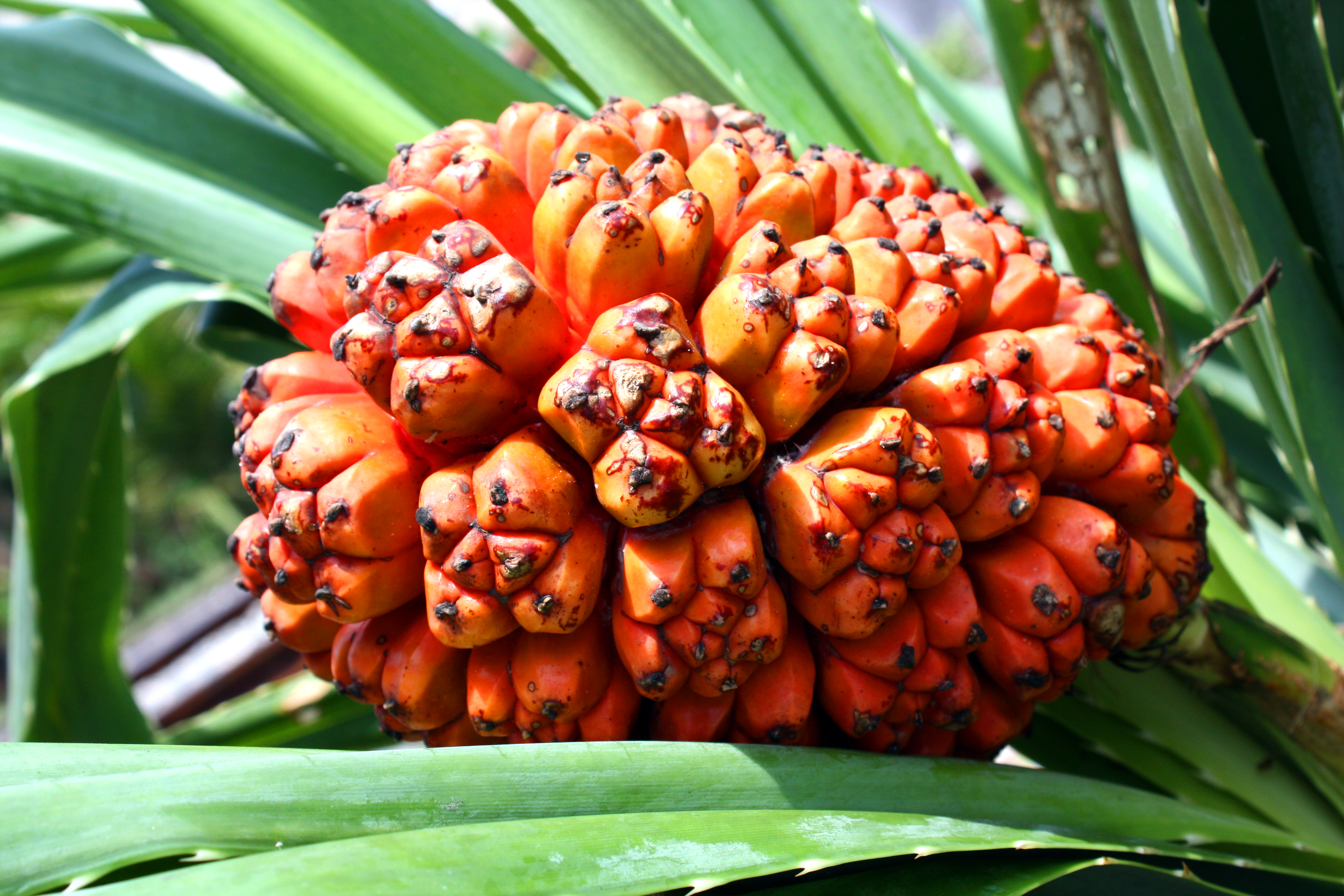 Fruit of Hawaiki