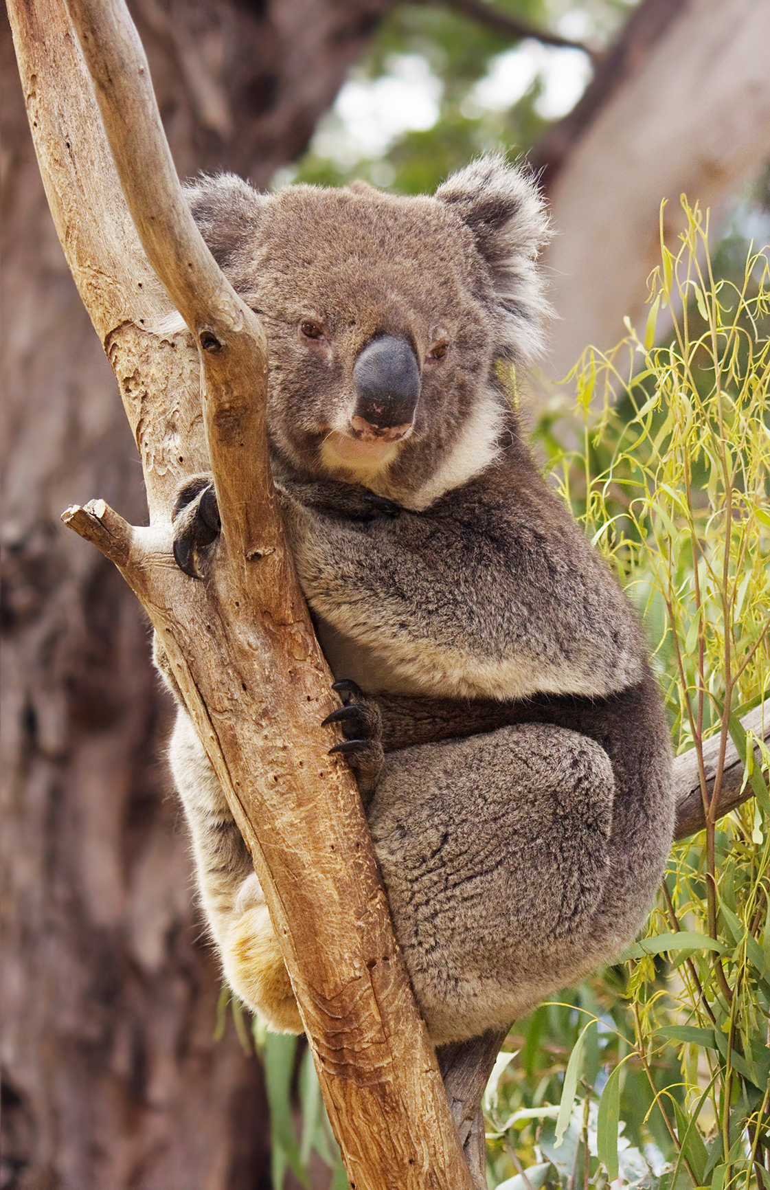 Aussie Animal of Olhemaroa