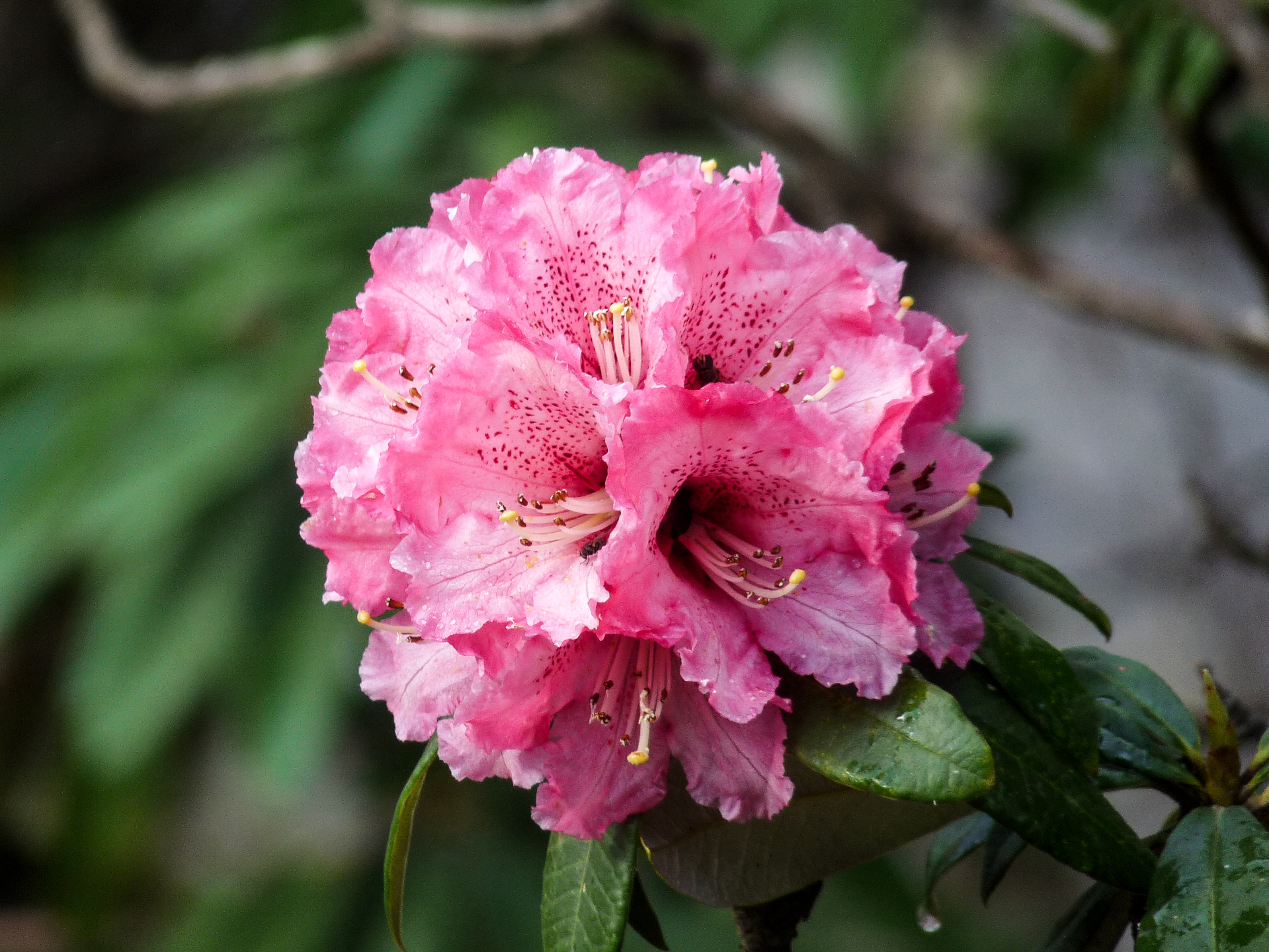 Flower of Himachal Praant (Hindustan)