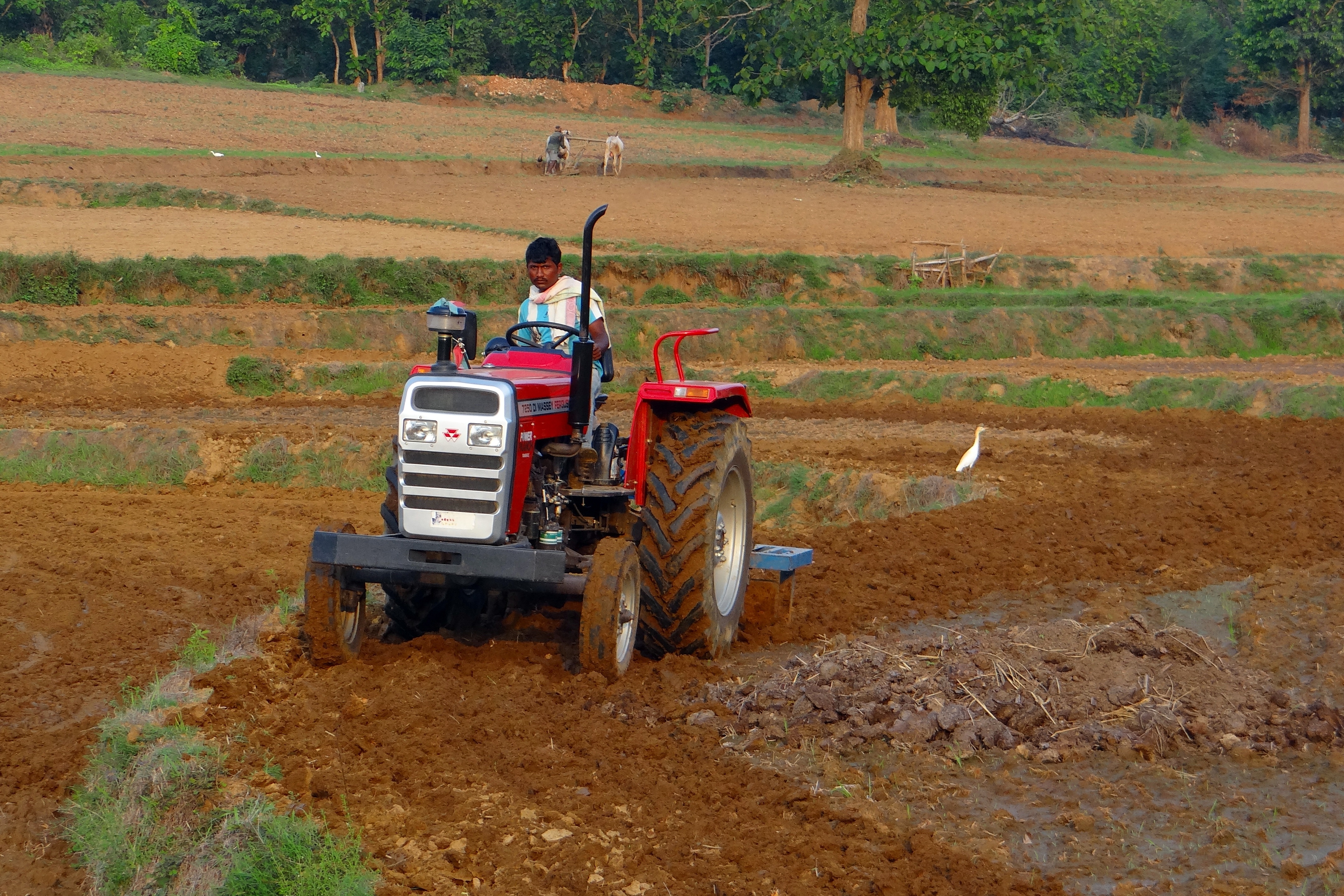 In 2019, 43% of India's total workforce was employed in agriculture.[281]