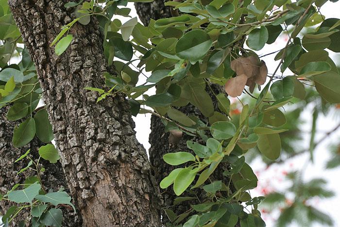 Pterocarpus santalinus (red sandalwood) in Talakona forests of Sri Venkateswara National Park
