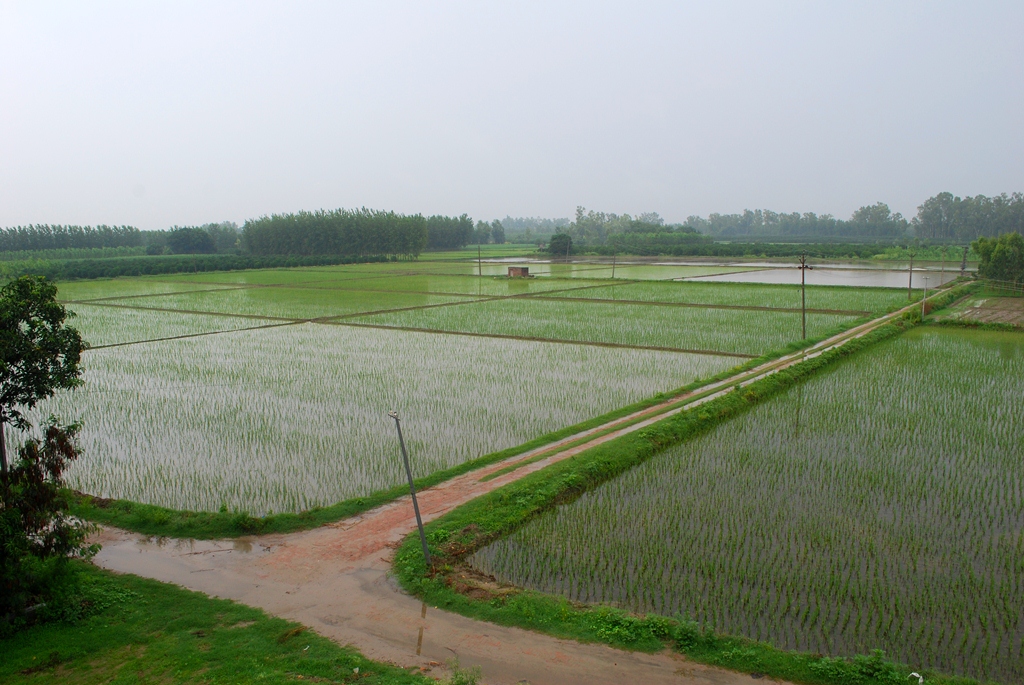 Punjab Monsoon.jpg